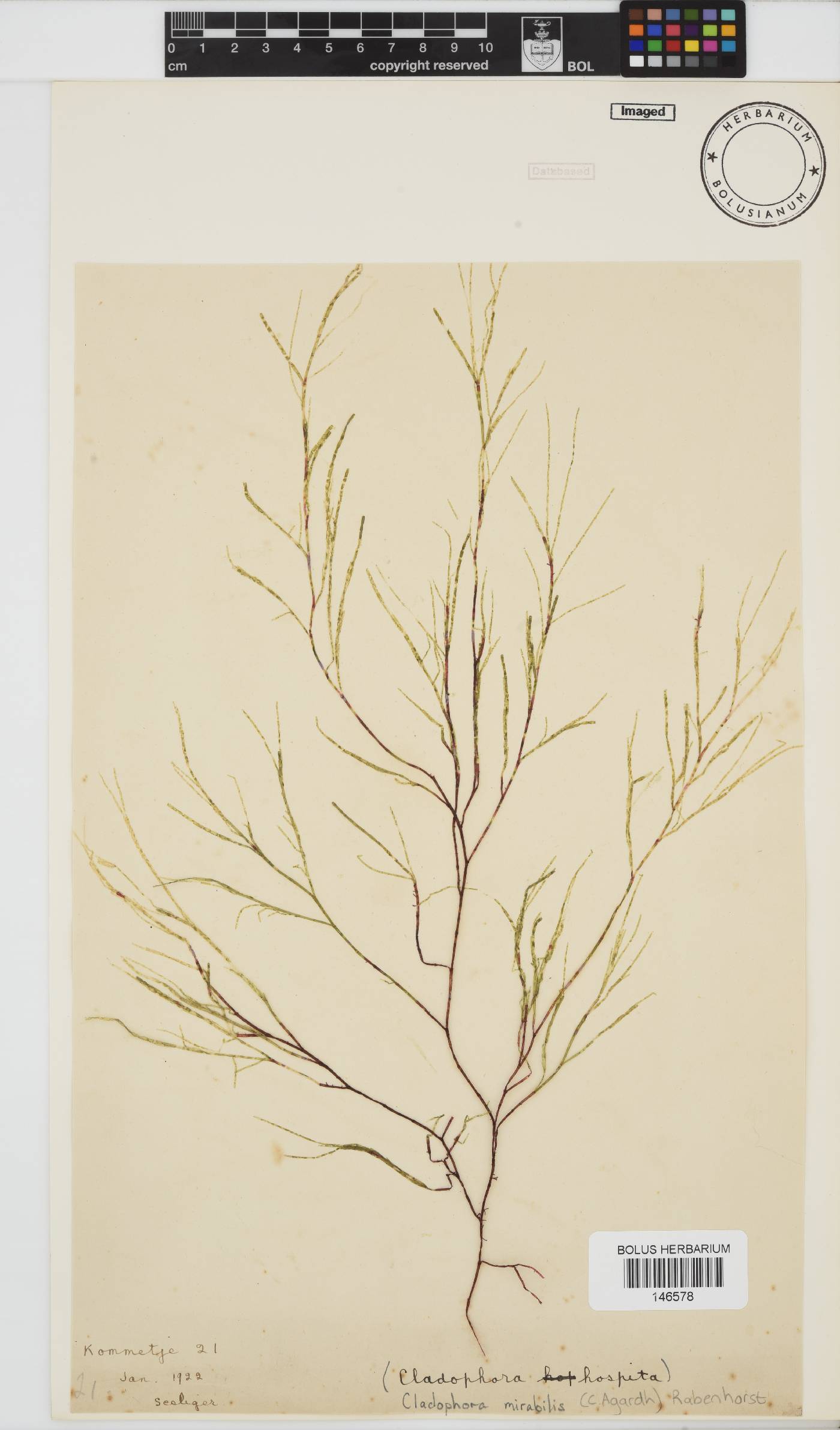 Lychaete mirabilis image