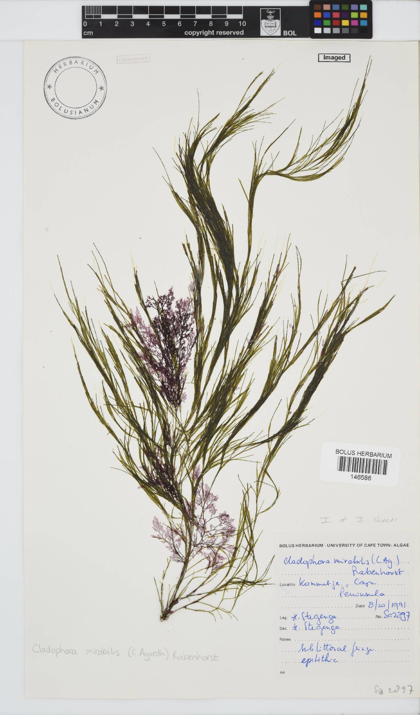 Lychaete mirabilis image