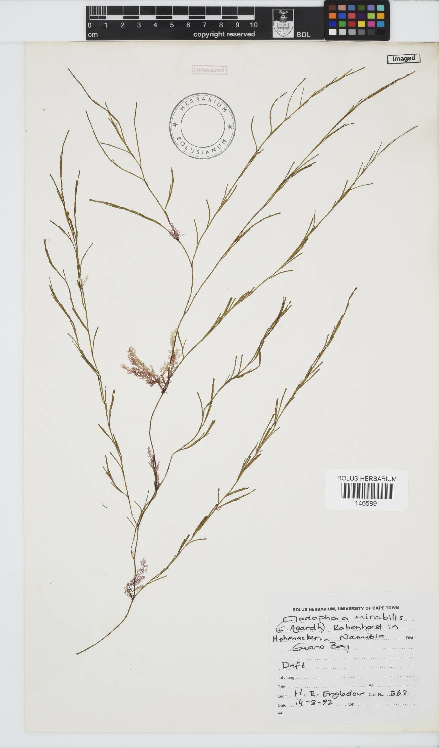Lychaete mirabilis image