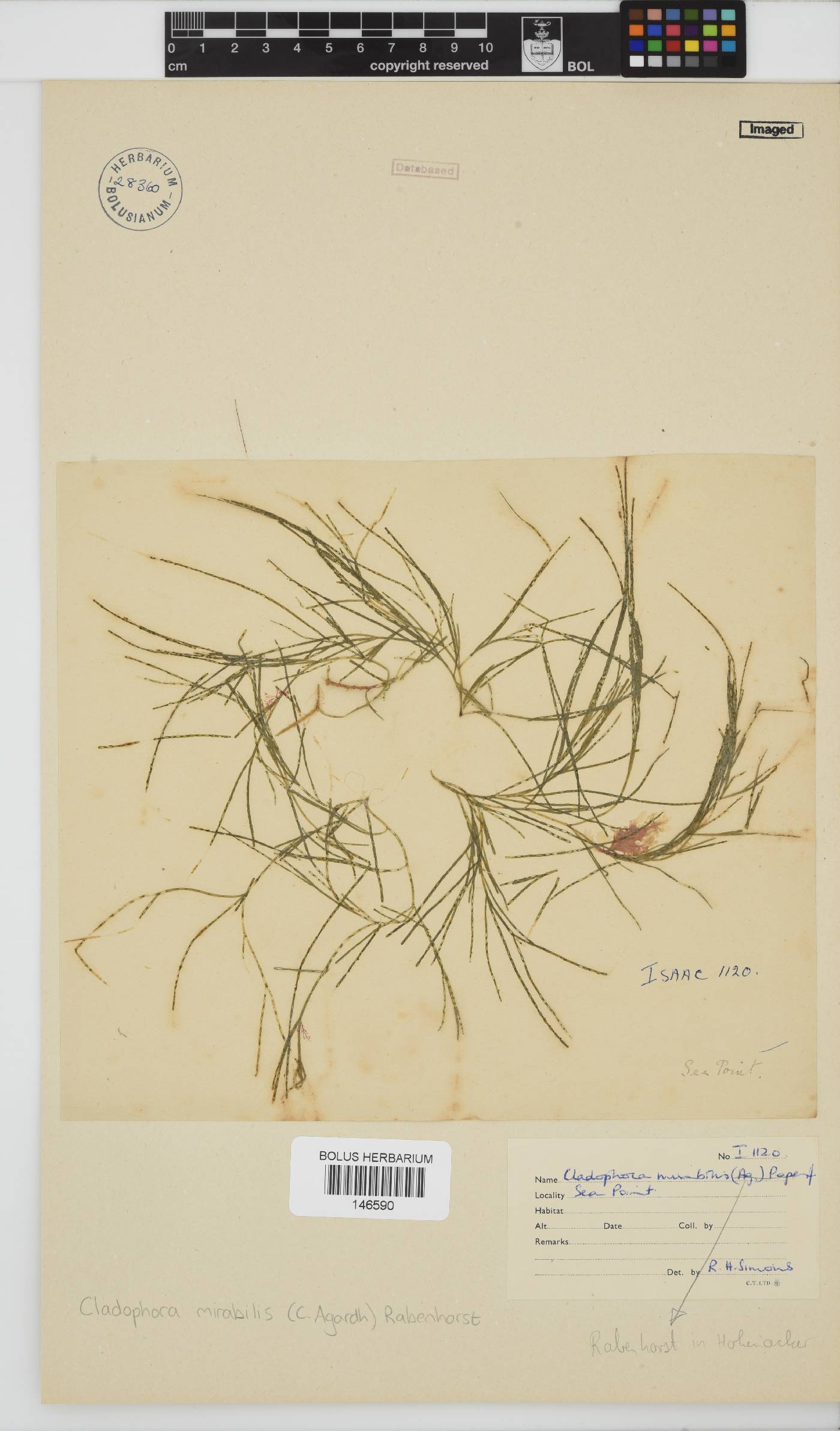 Lychaete mirabilis image