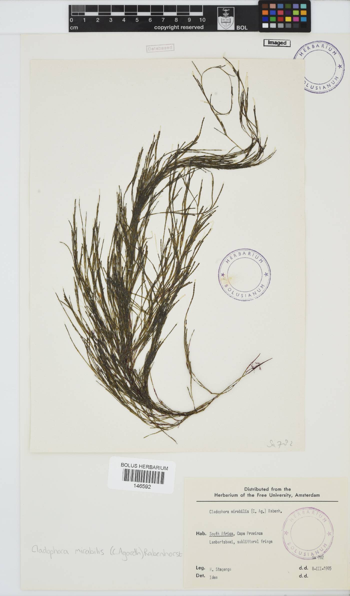 Lychaete mirabilis image