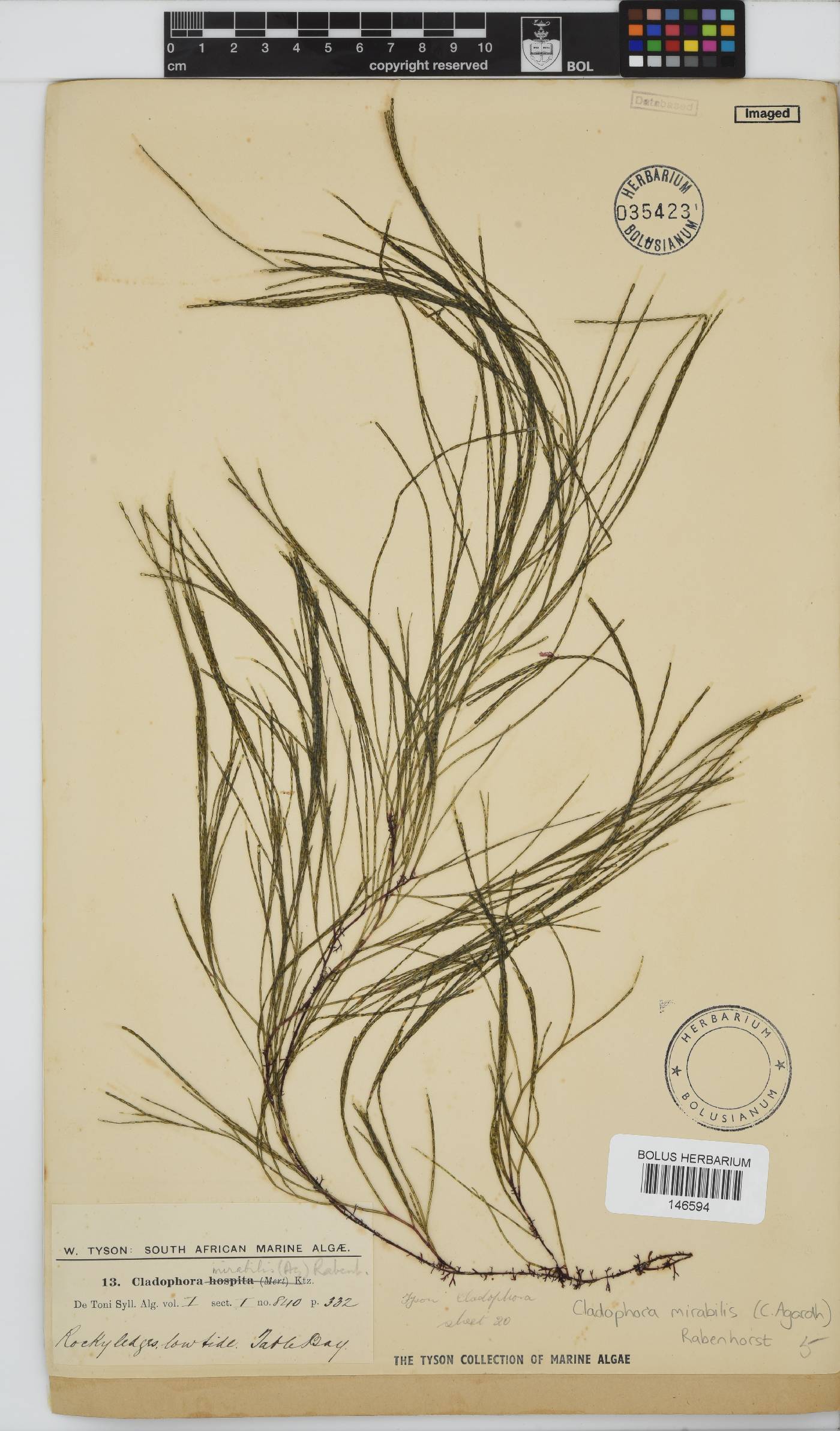 Lychaete mirabilis image
