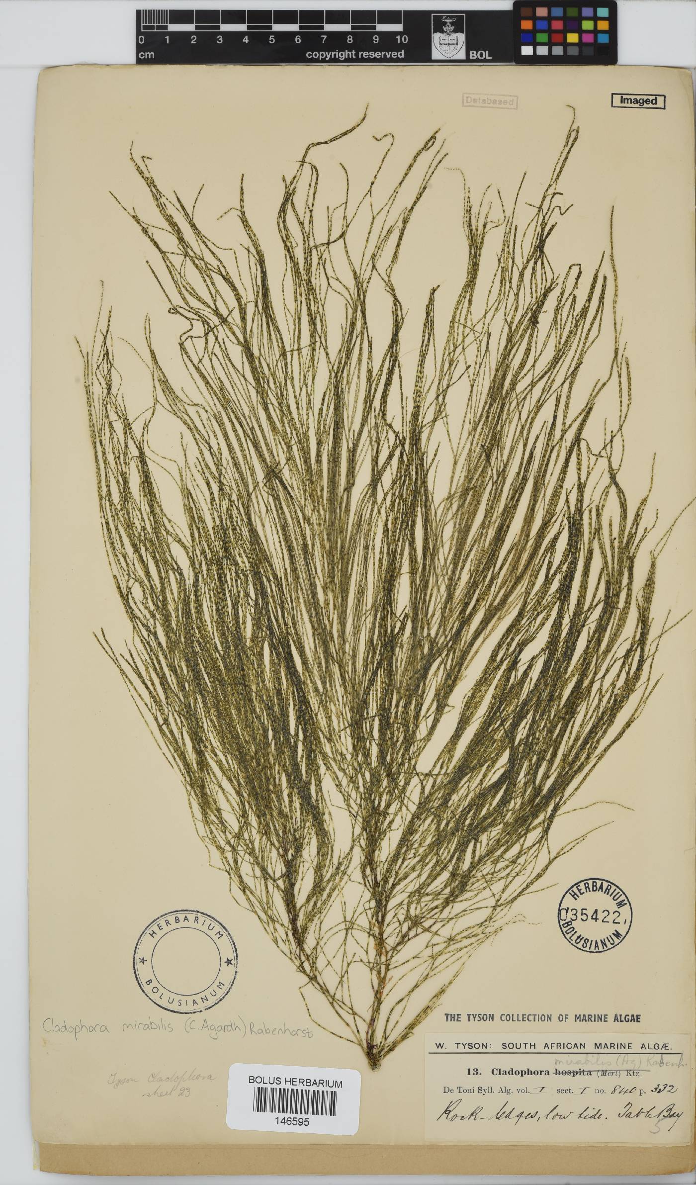 Lychaete mirabilis image