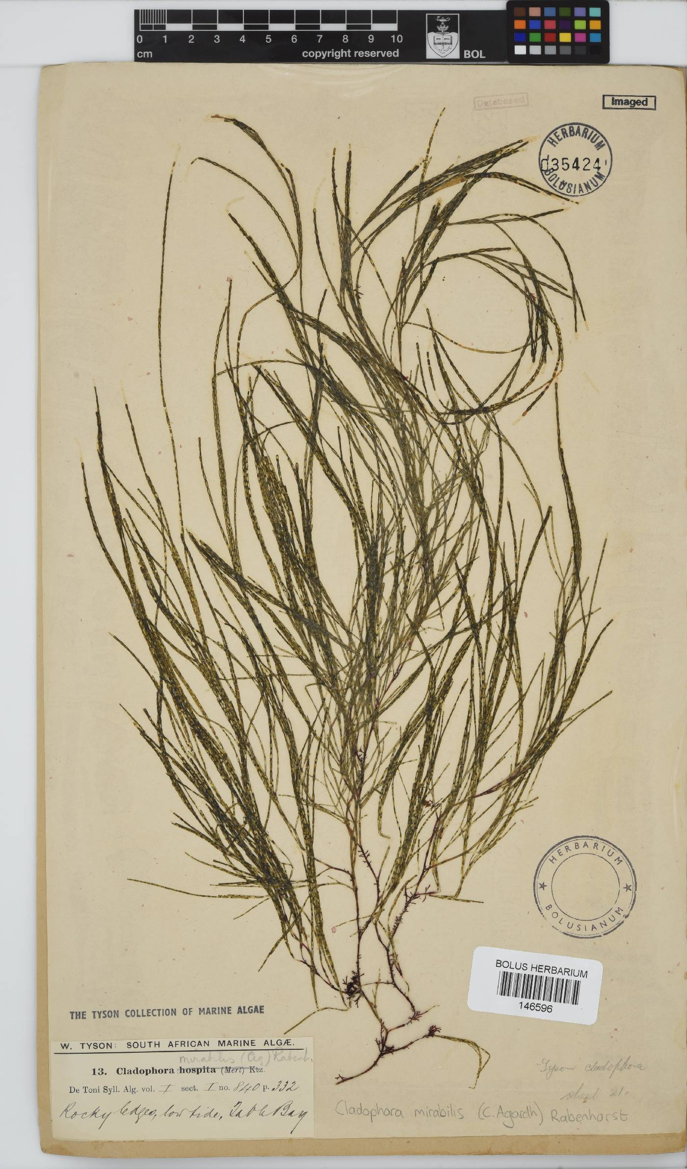 Lychaete mirabilis image