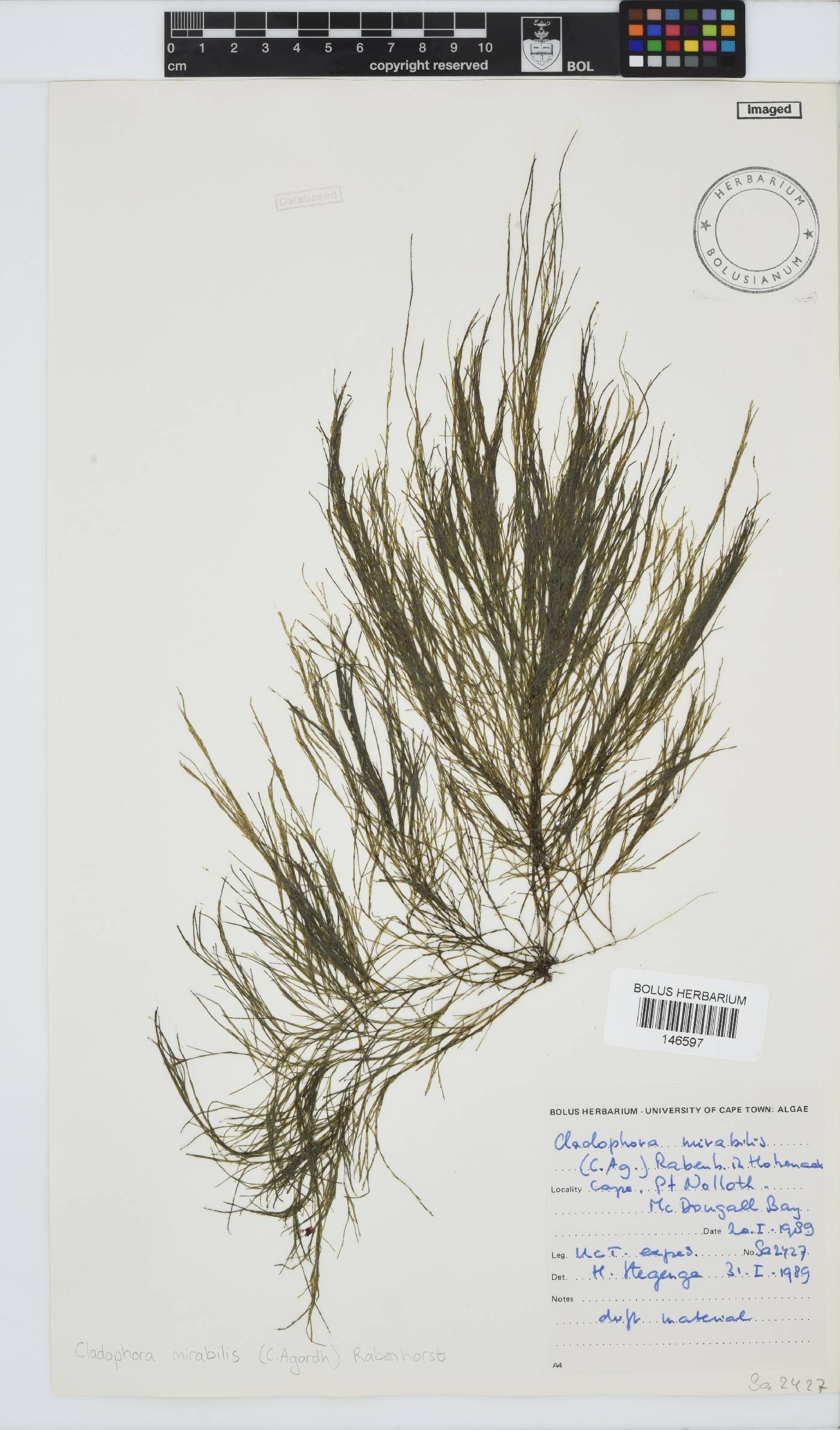 Lychaete mirabilis image