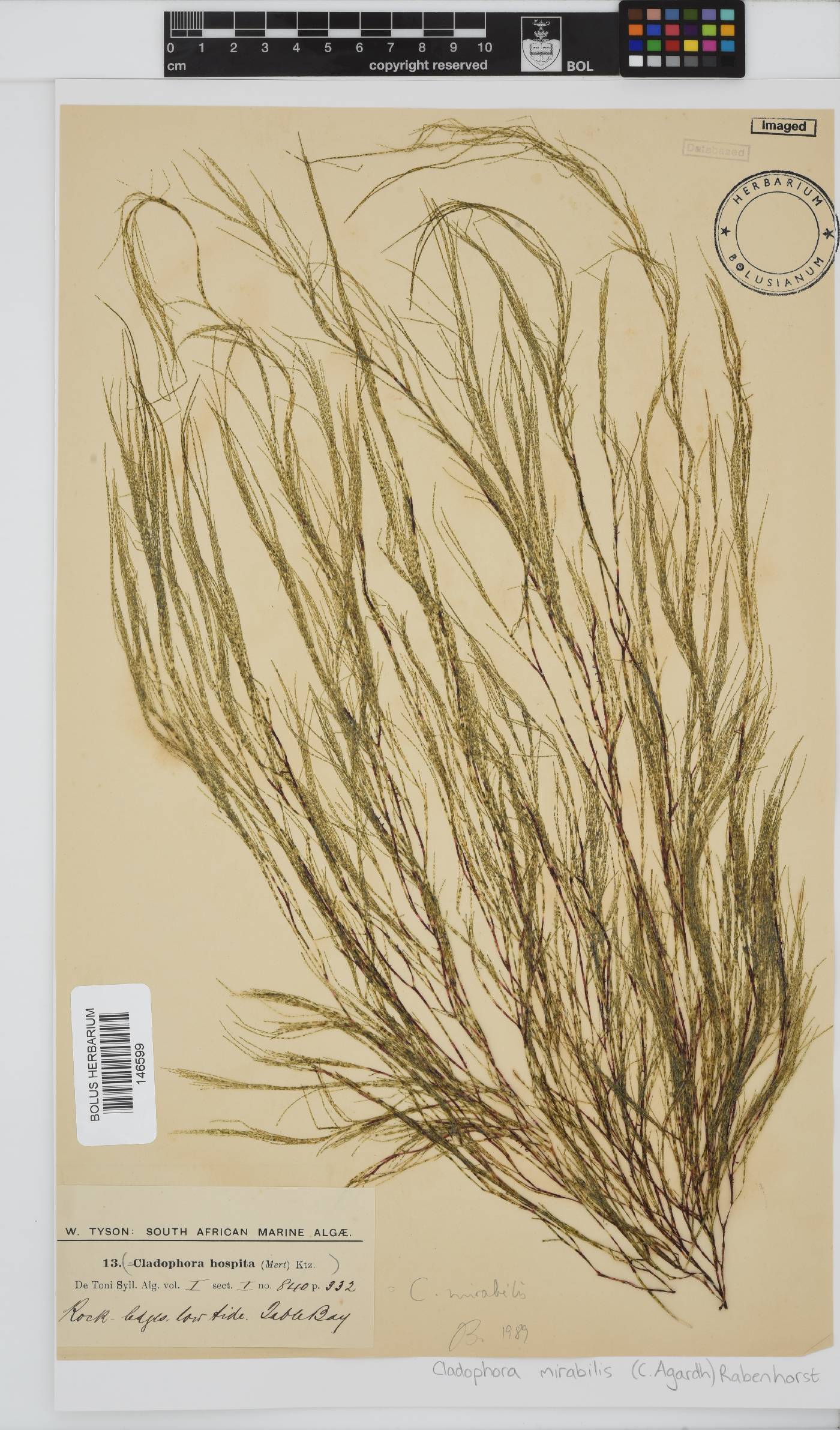 Lychaete mirabilis image