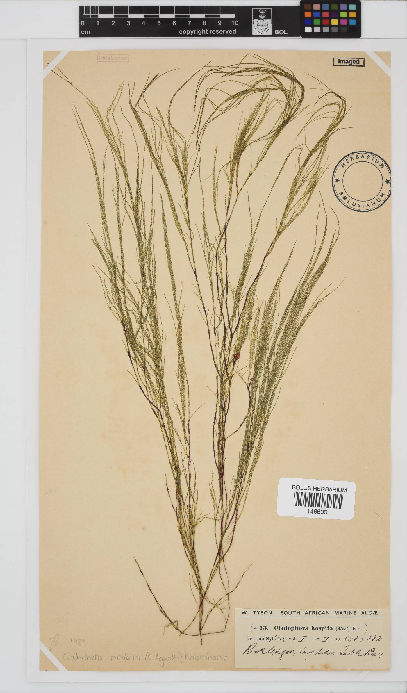 Lychaete mirabilis image