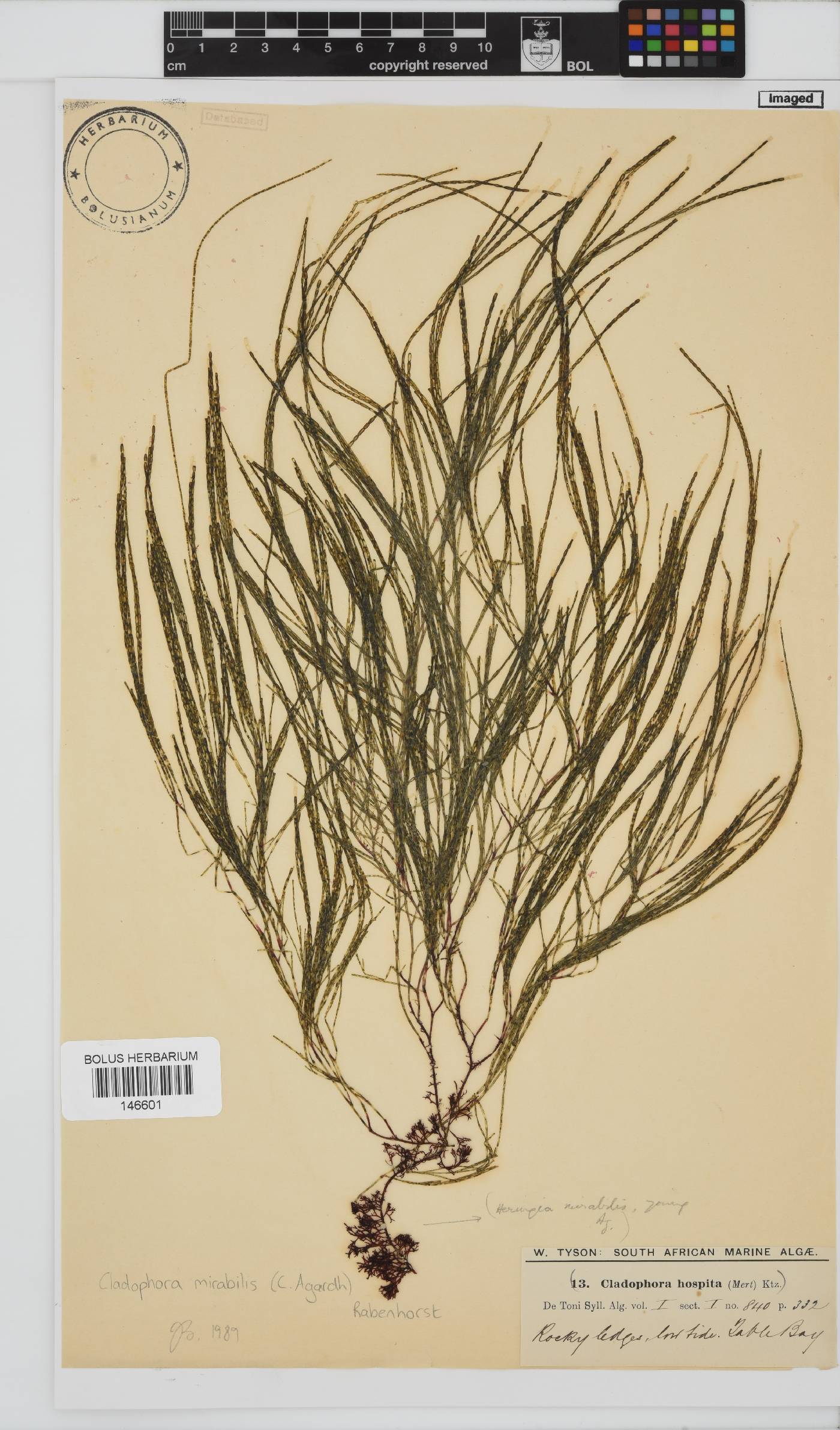 Lychaete mirabilis image
