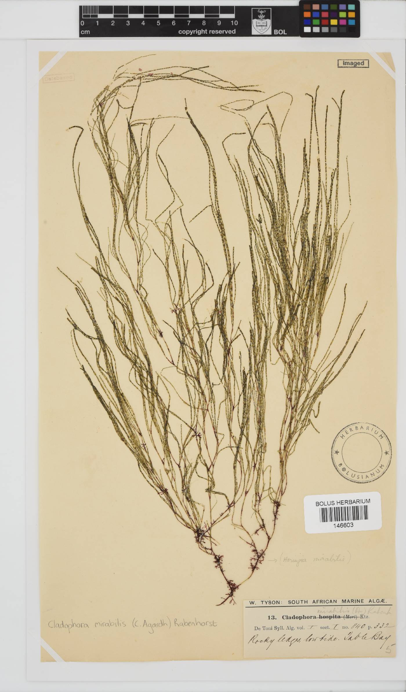 Lychaete mirabilis image