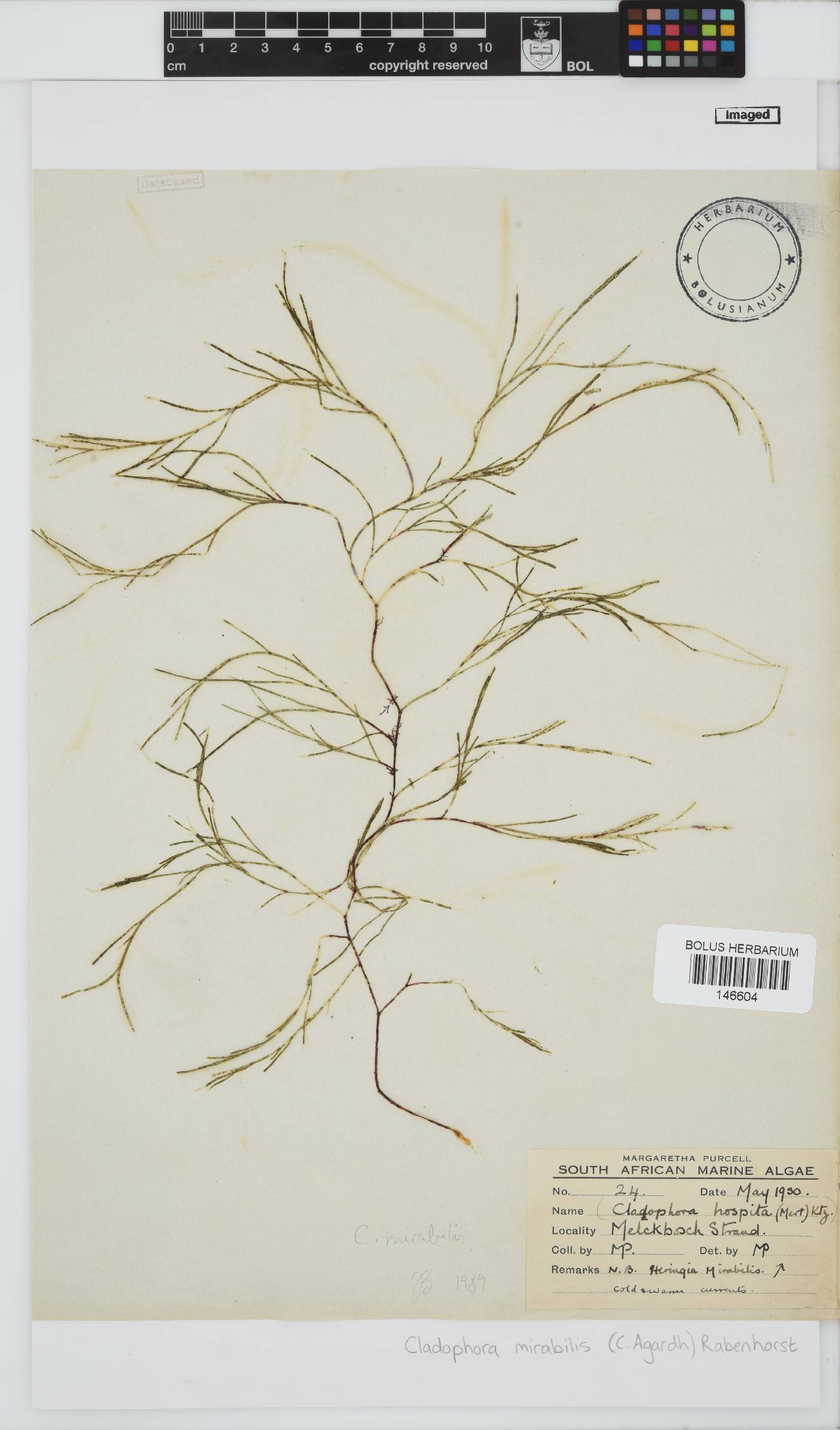 Lychaete mirabilis image