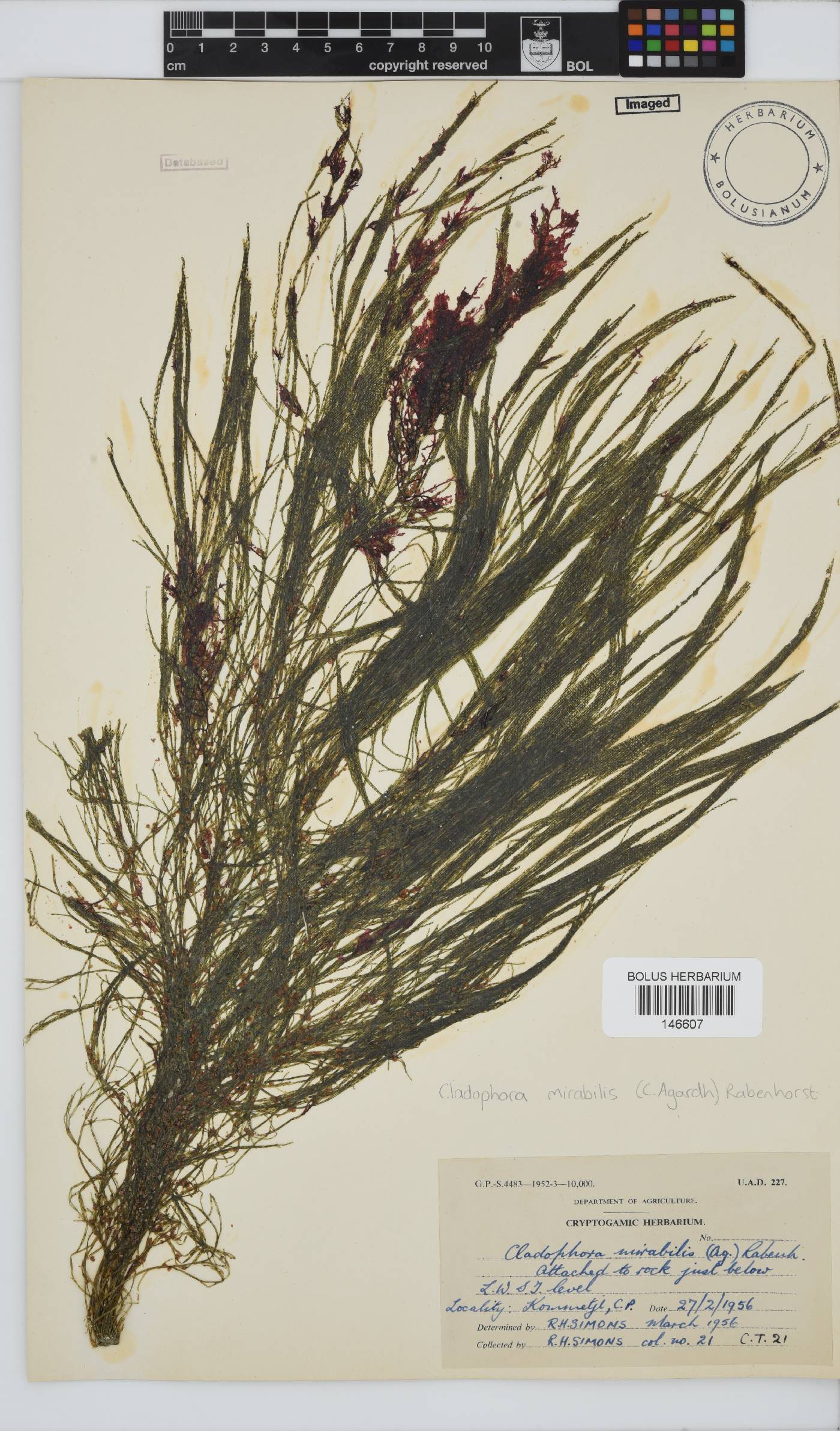 Lychaete mirabilis image