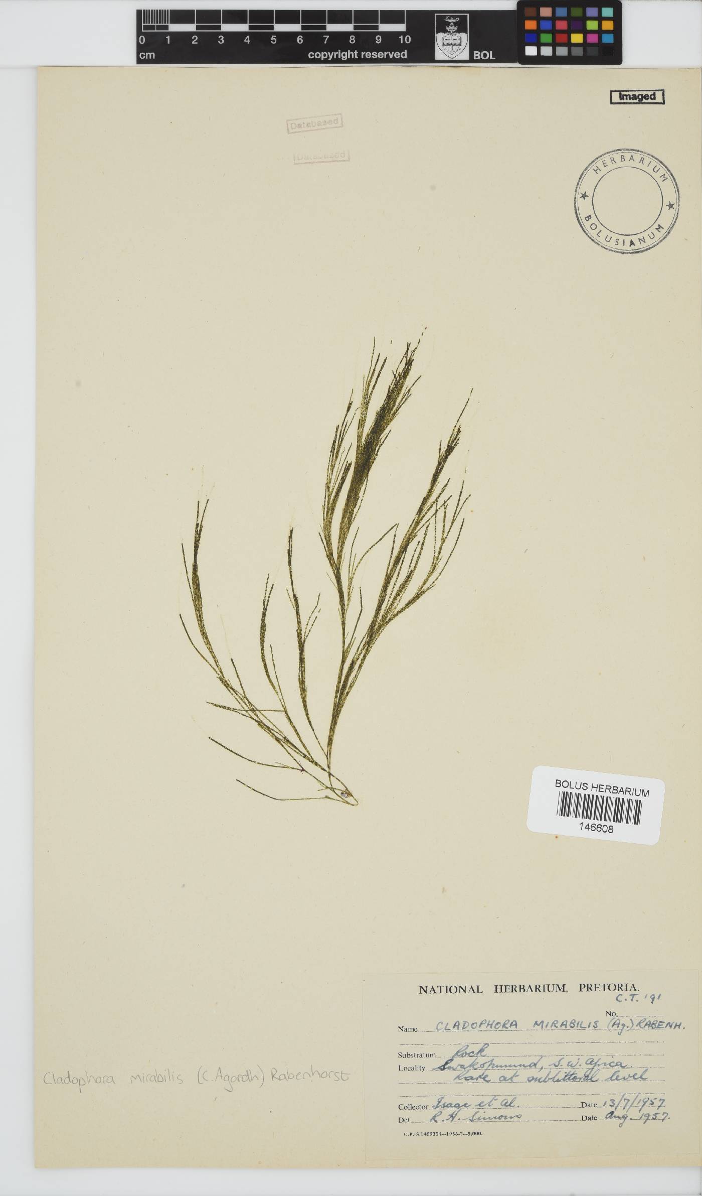 Lychaete mirabilis image