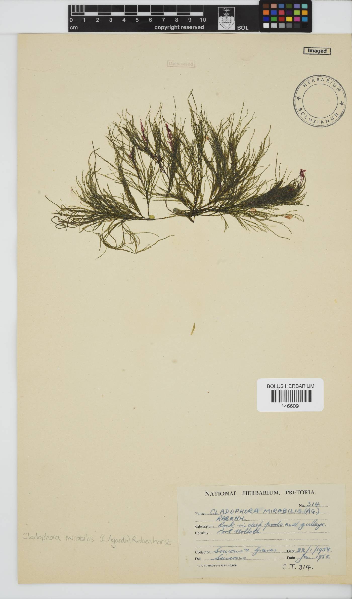 Lychaete mirabilis image