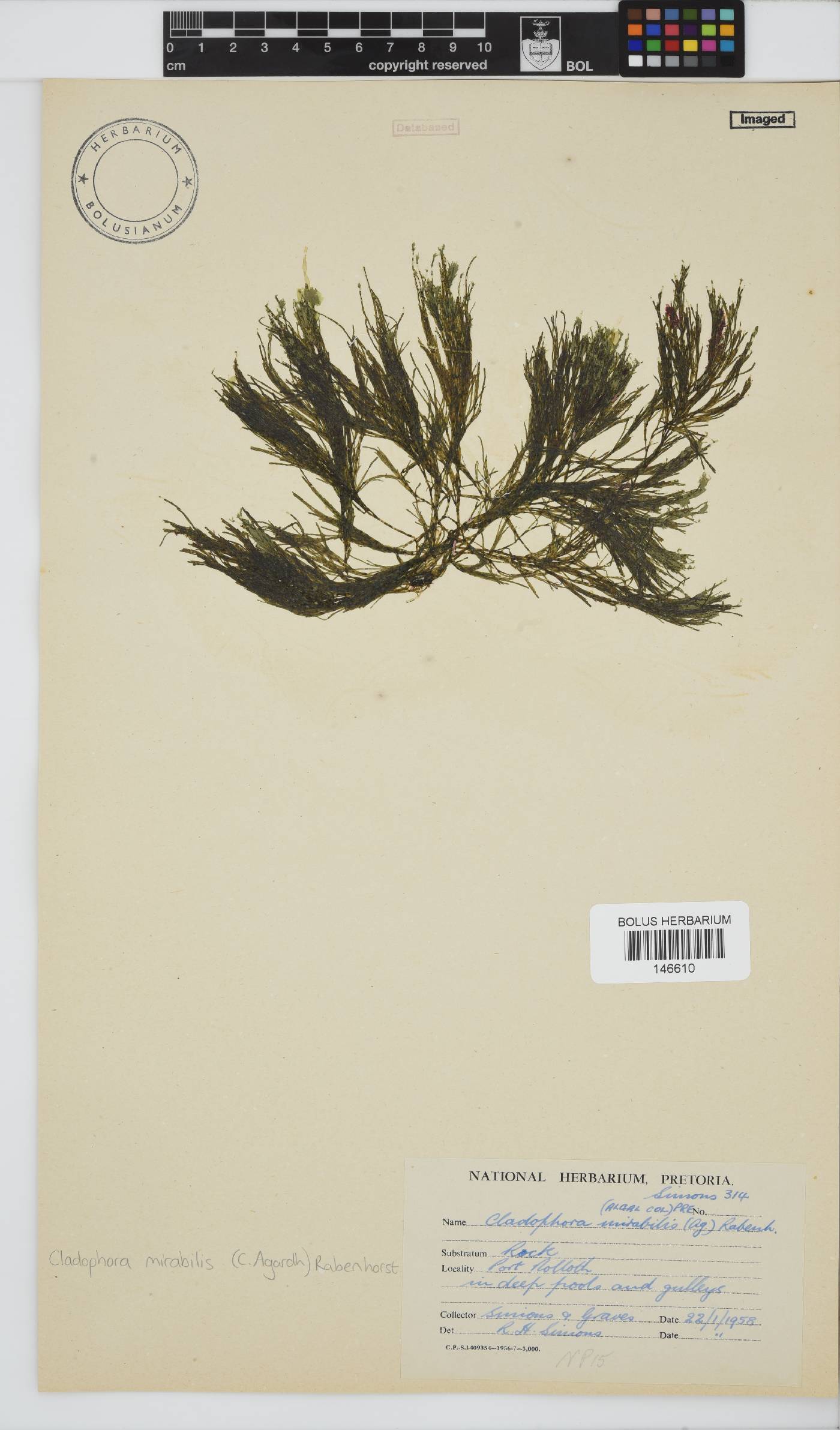 Lychaete mirabilis image