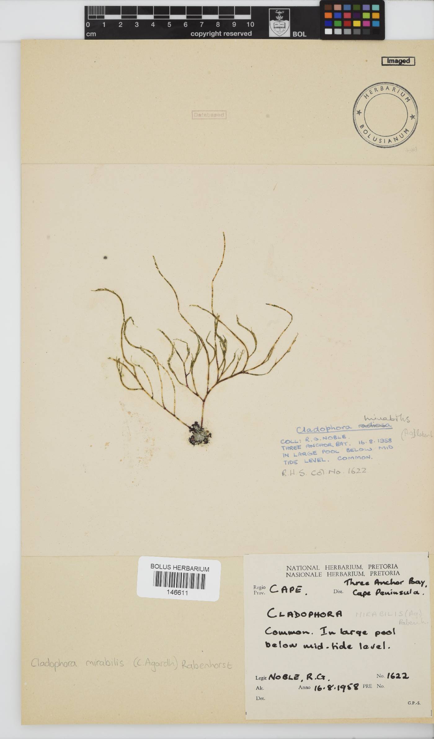 Lychaete mirabilis image