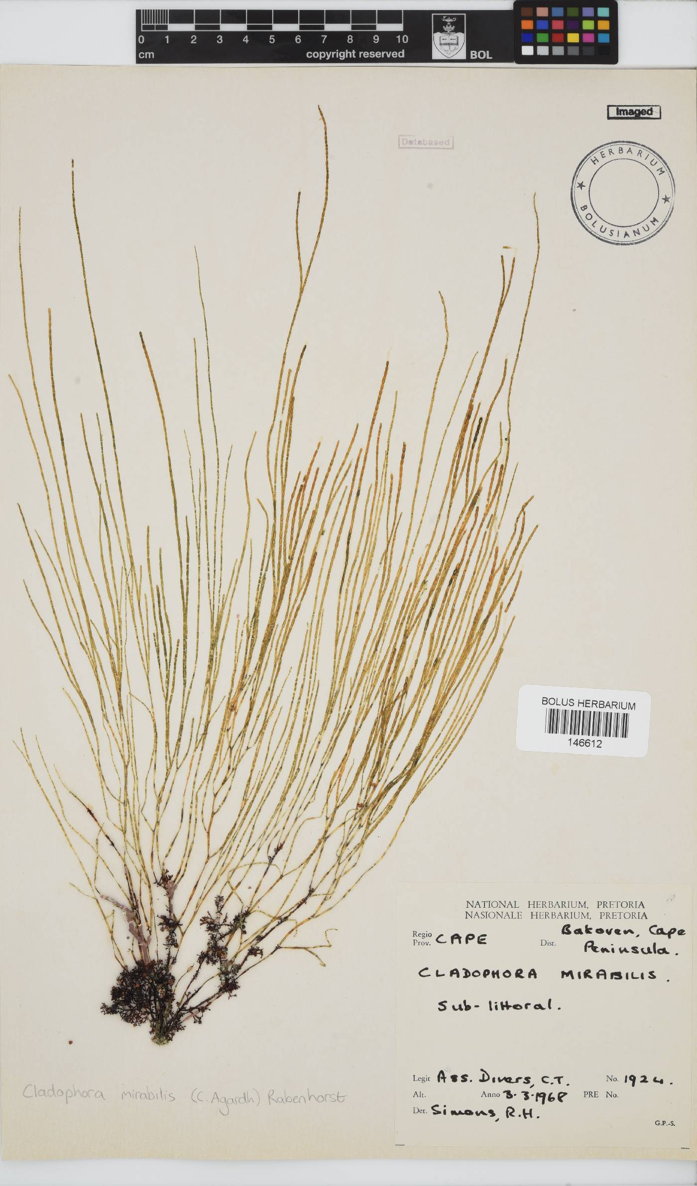 Lychaete mirabilis image