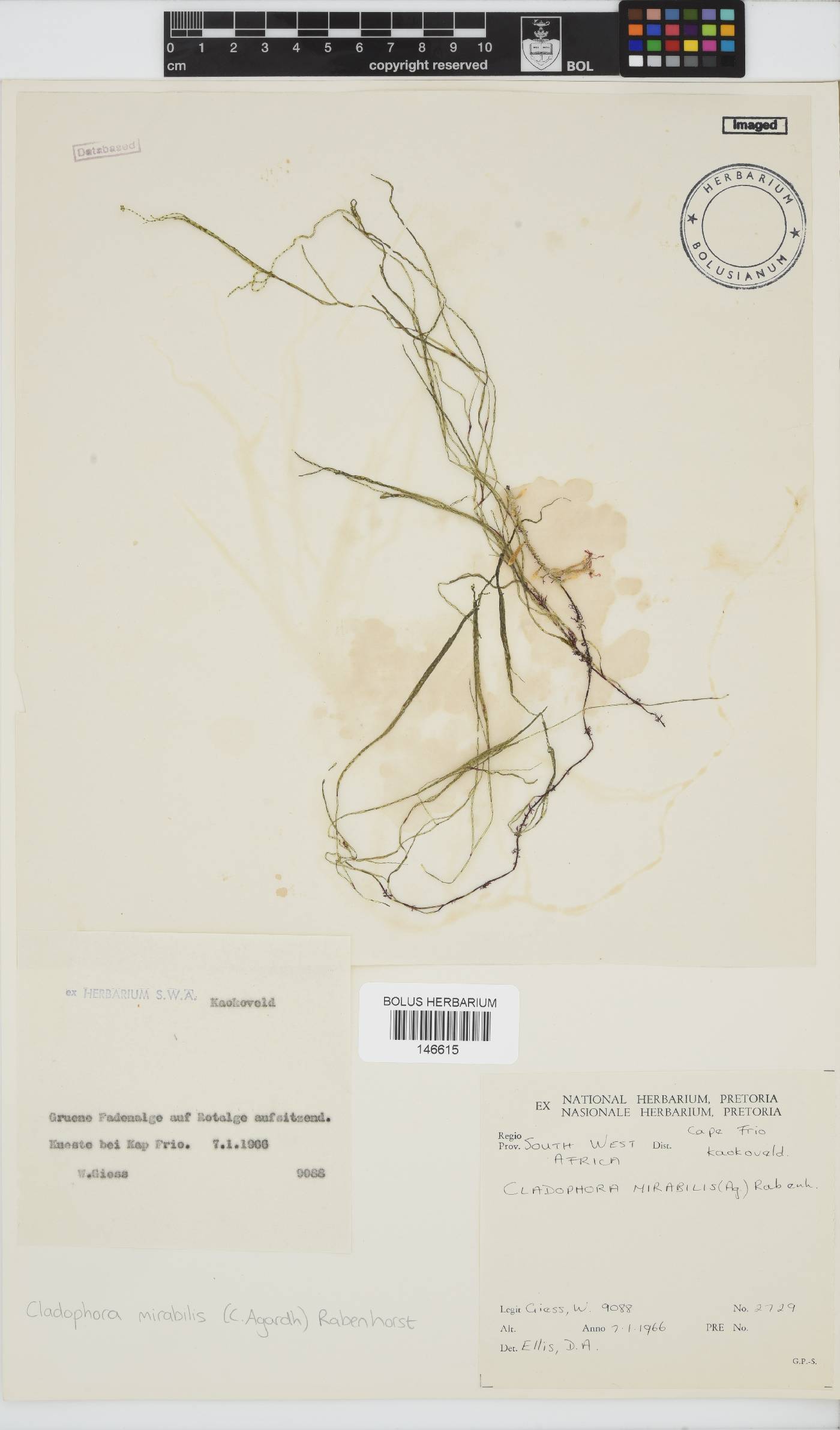 Lychaete mirabilis image