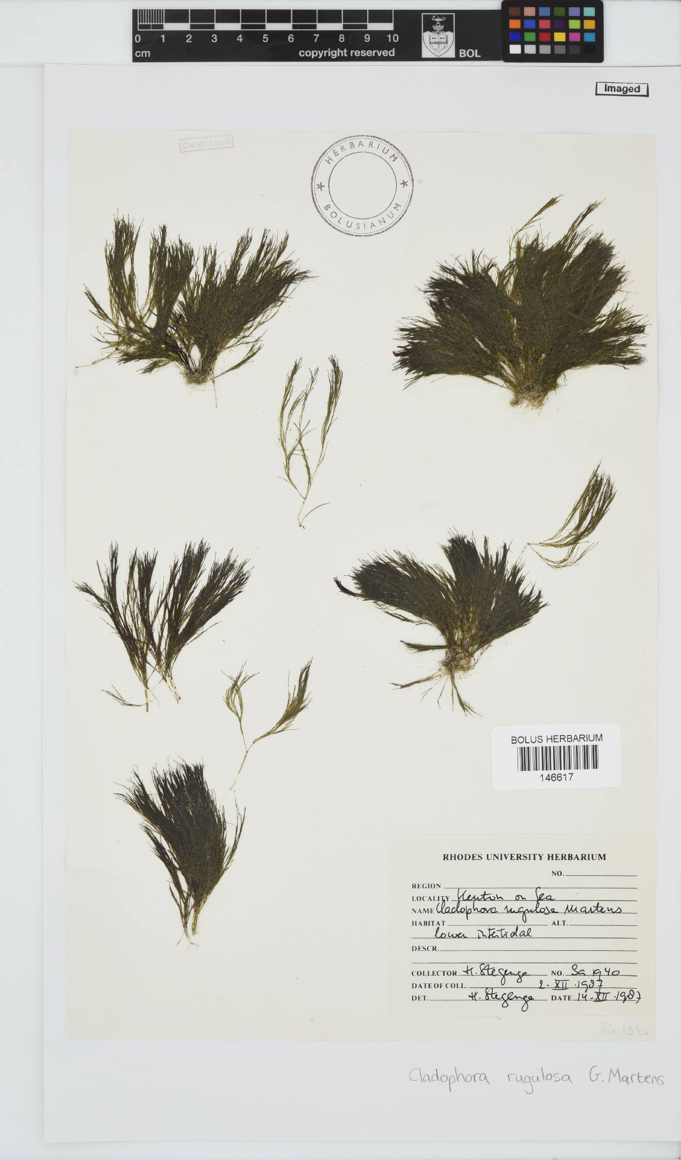 Cladophoraceae image