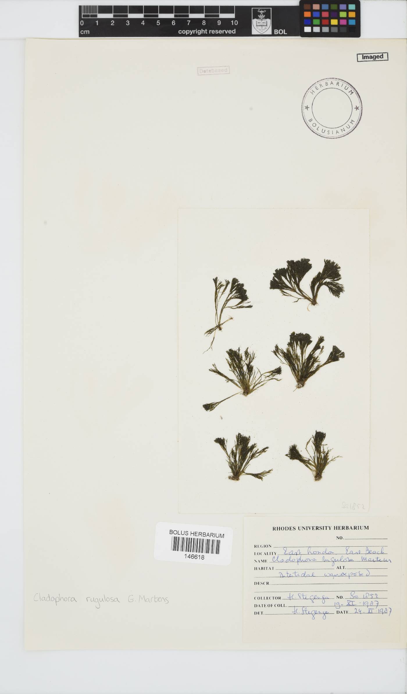 Cladophora rugulosa image