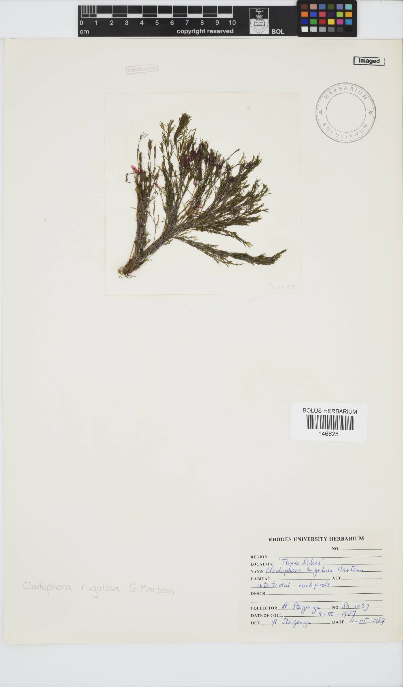 Cladophora image