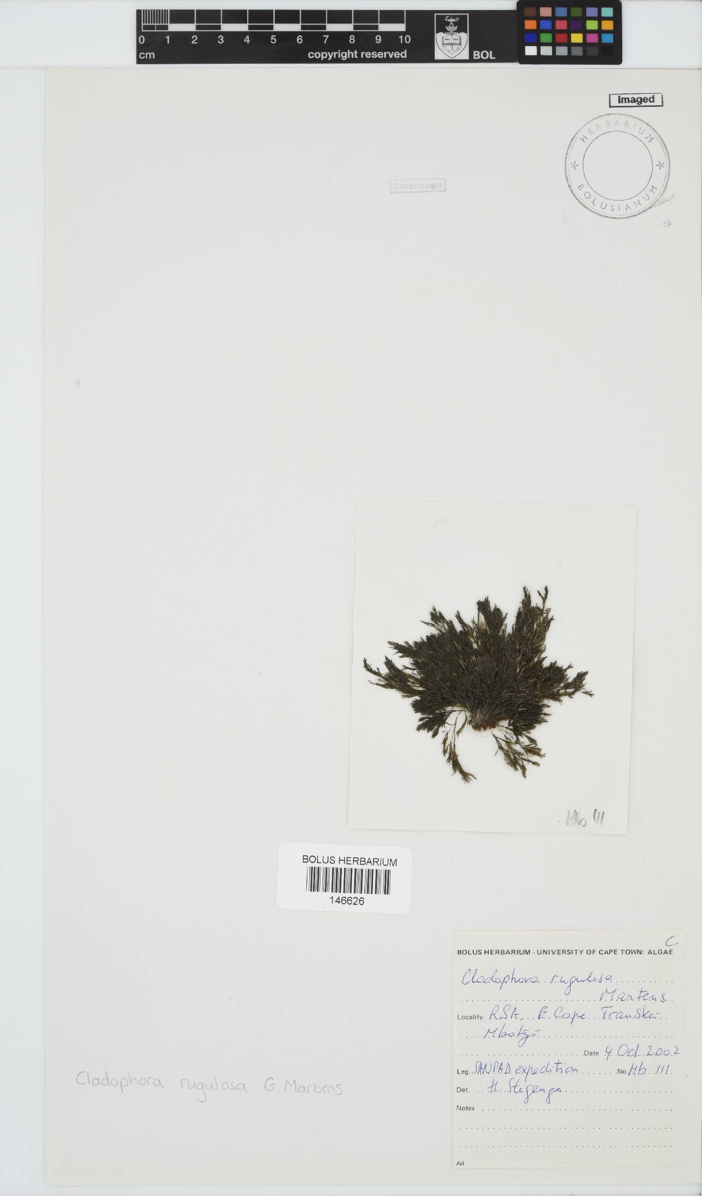 Cladophora image