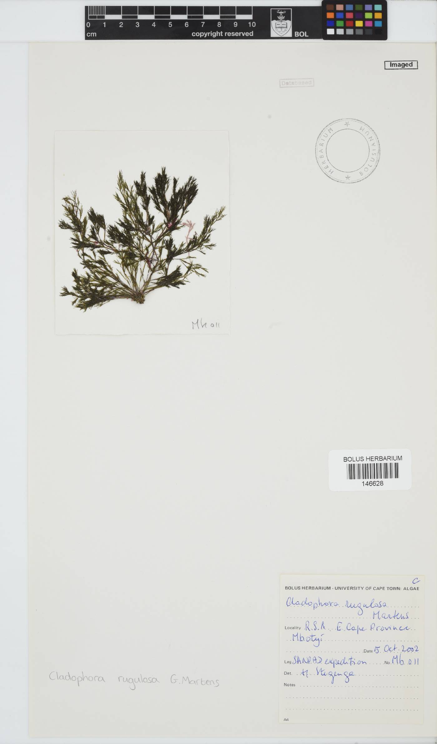 Cladophora rugulosa image