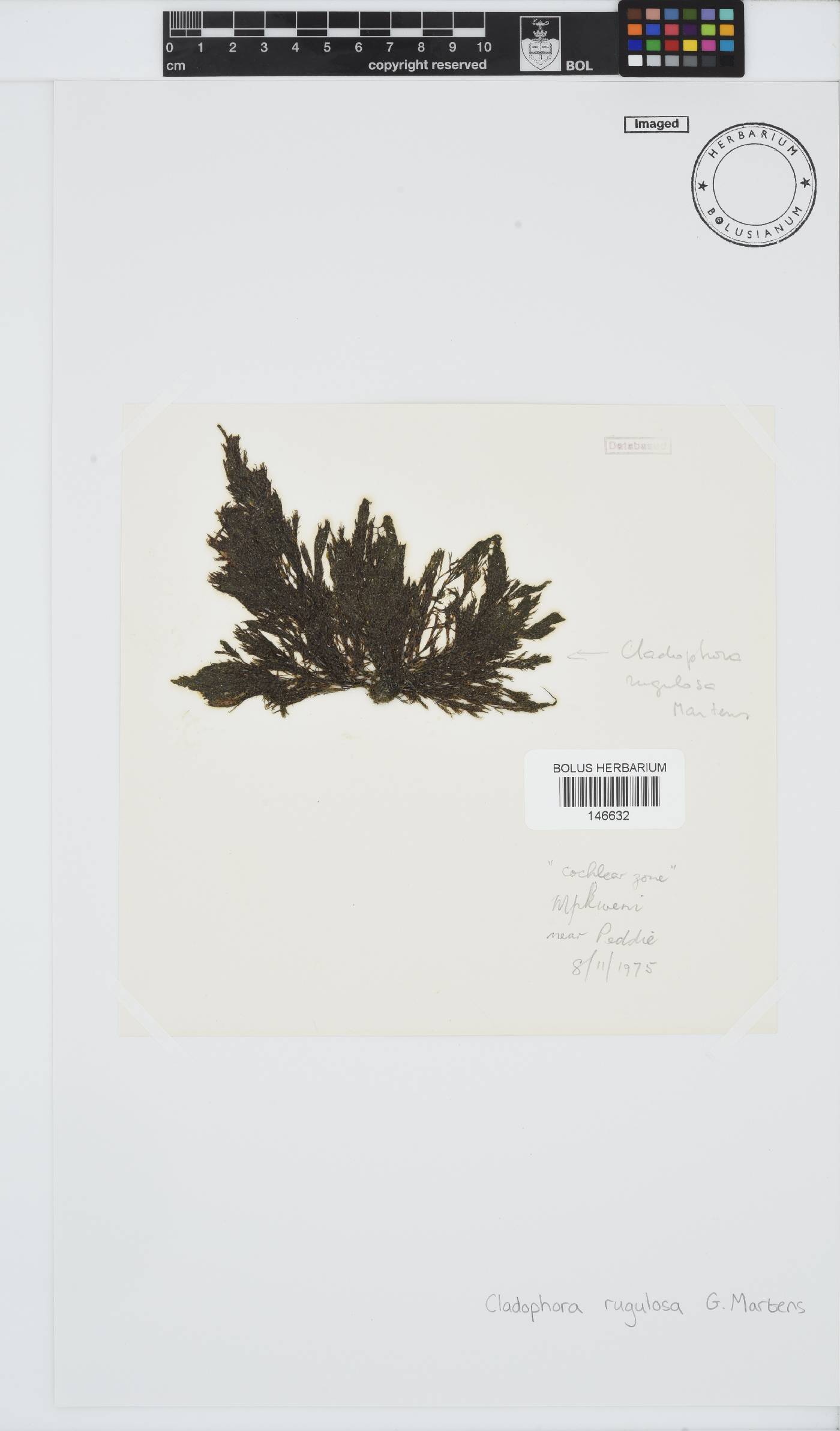 Cladophora rugulosa image