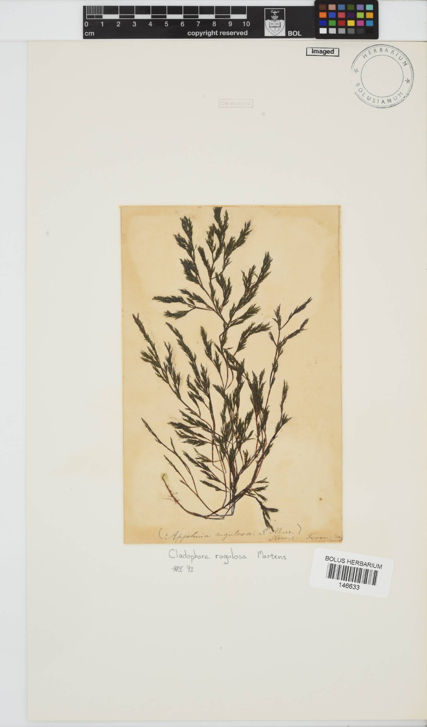 Cladophora rugulosa image