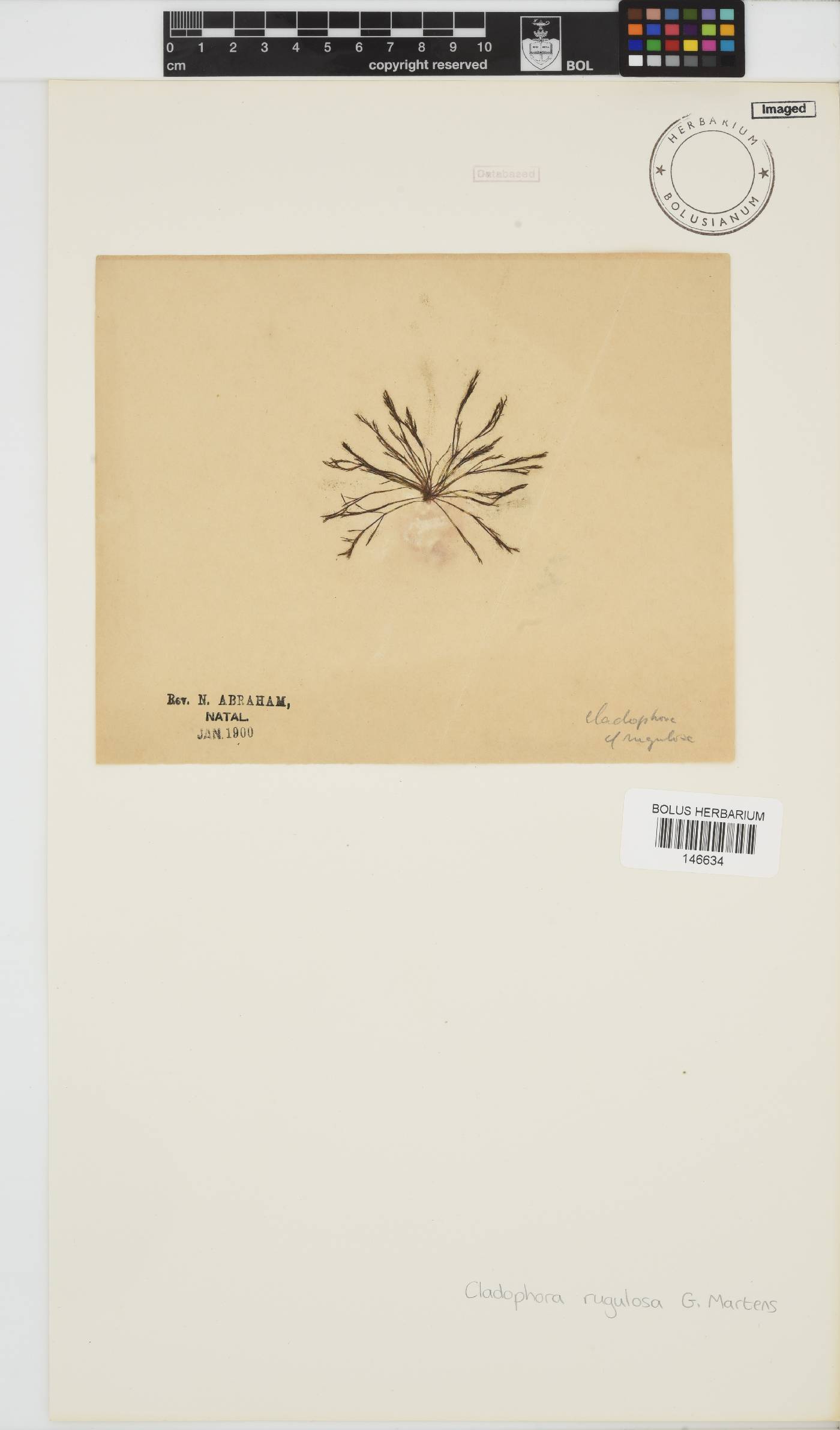 Cladophora rugulosa image