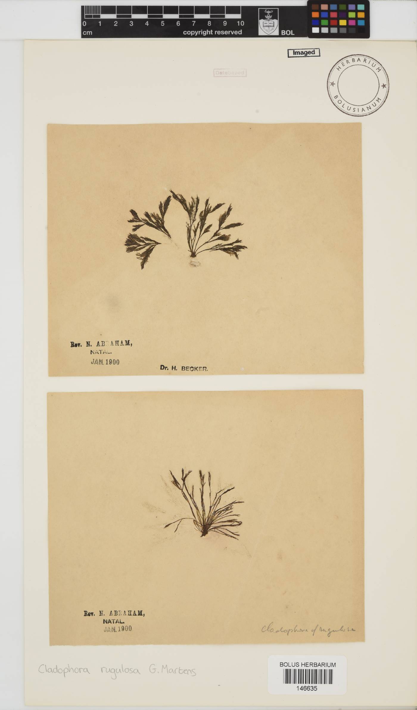 Cladophora rugulosa image