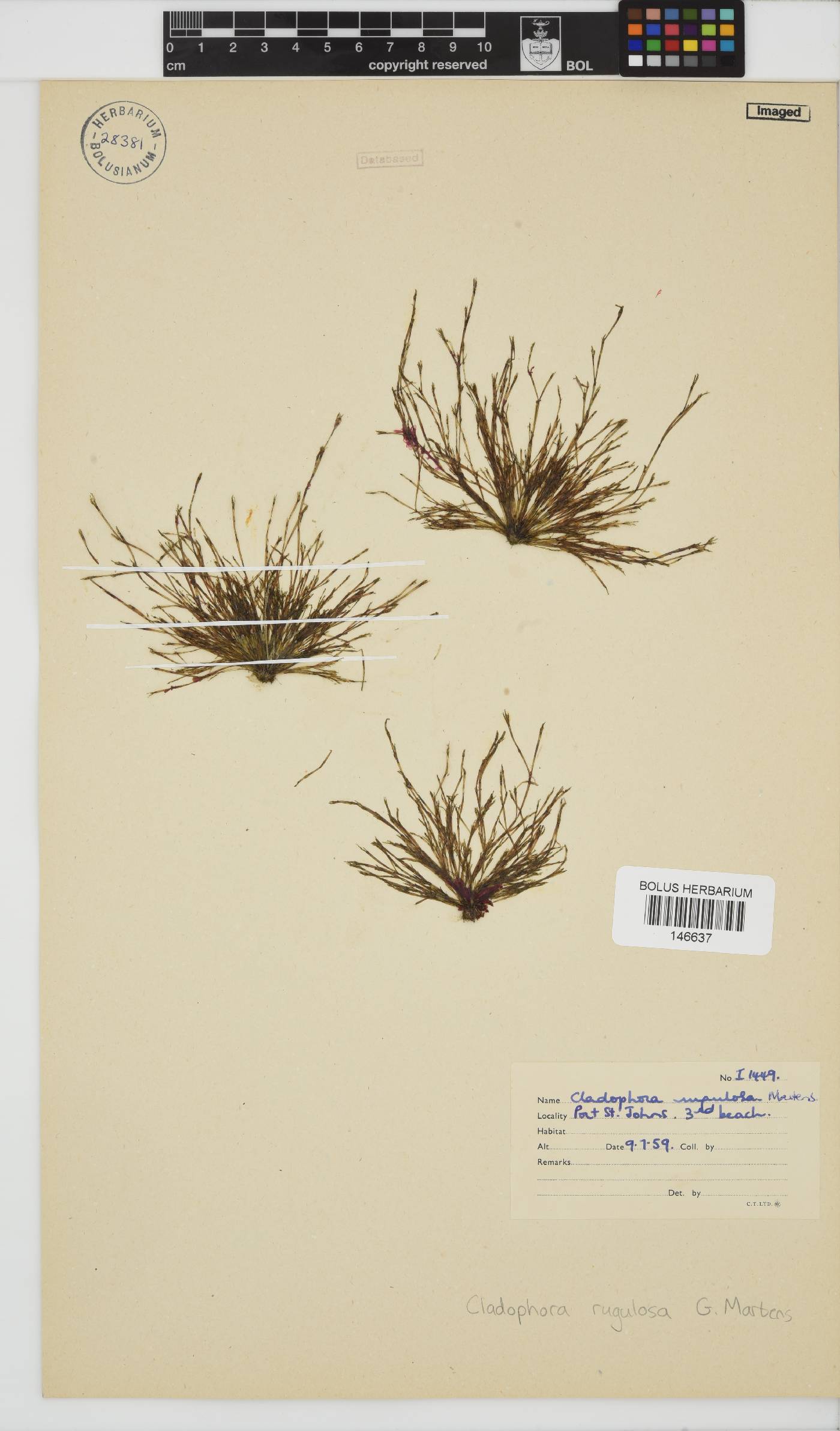 Cladophora rugulosa image