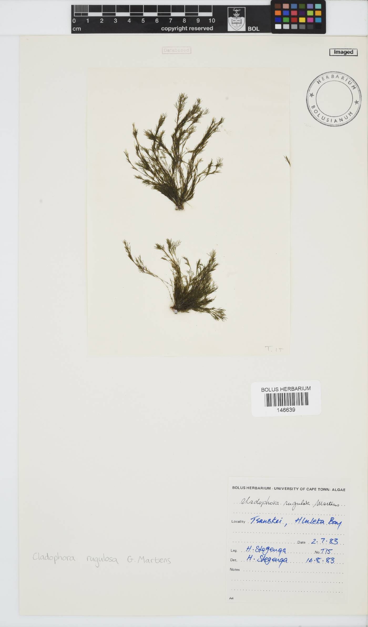 Cladophora rugulosa image