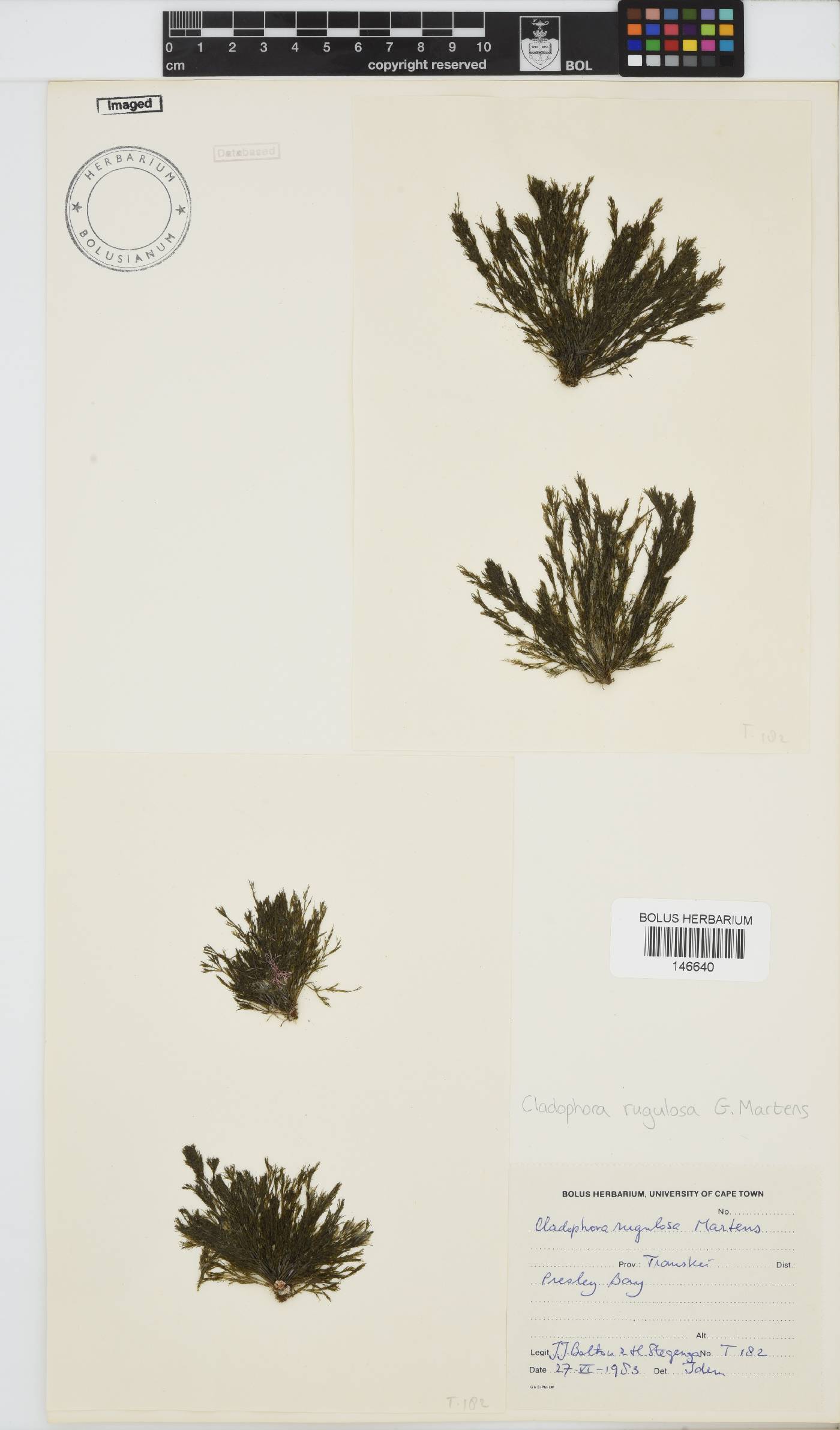 Cladophora rugulosa image
