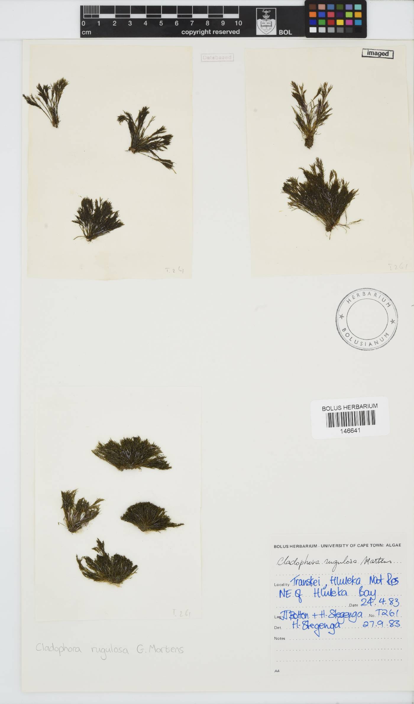 Cladophora rugulosa image
