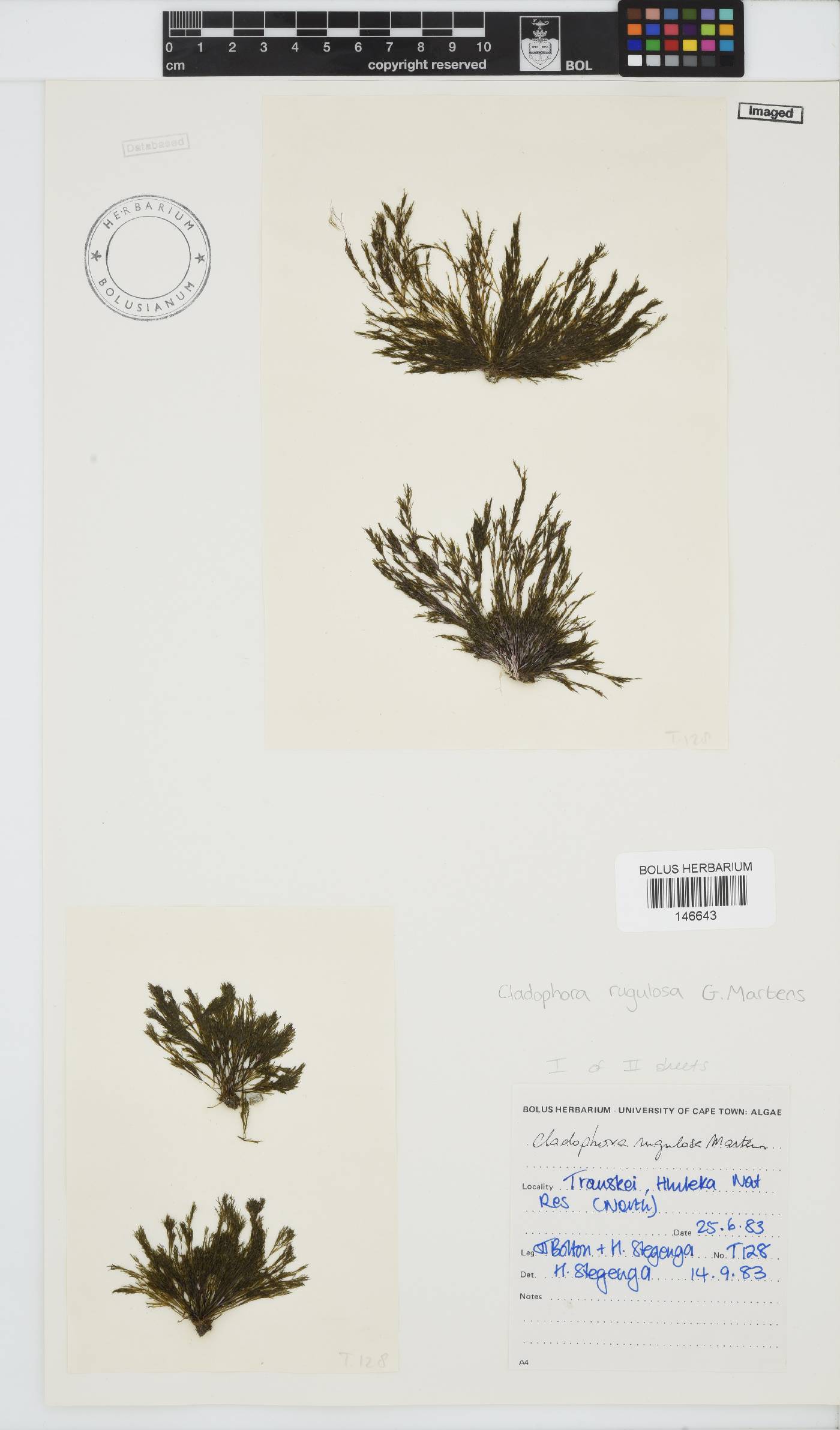 Cladophora rugulosa image