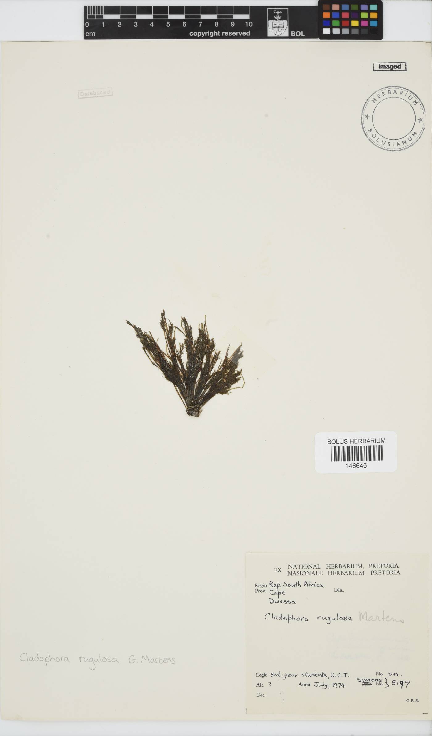 Cladophora rugulosa image