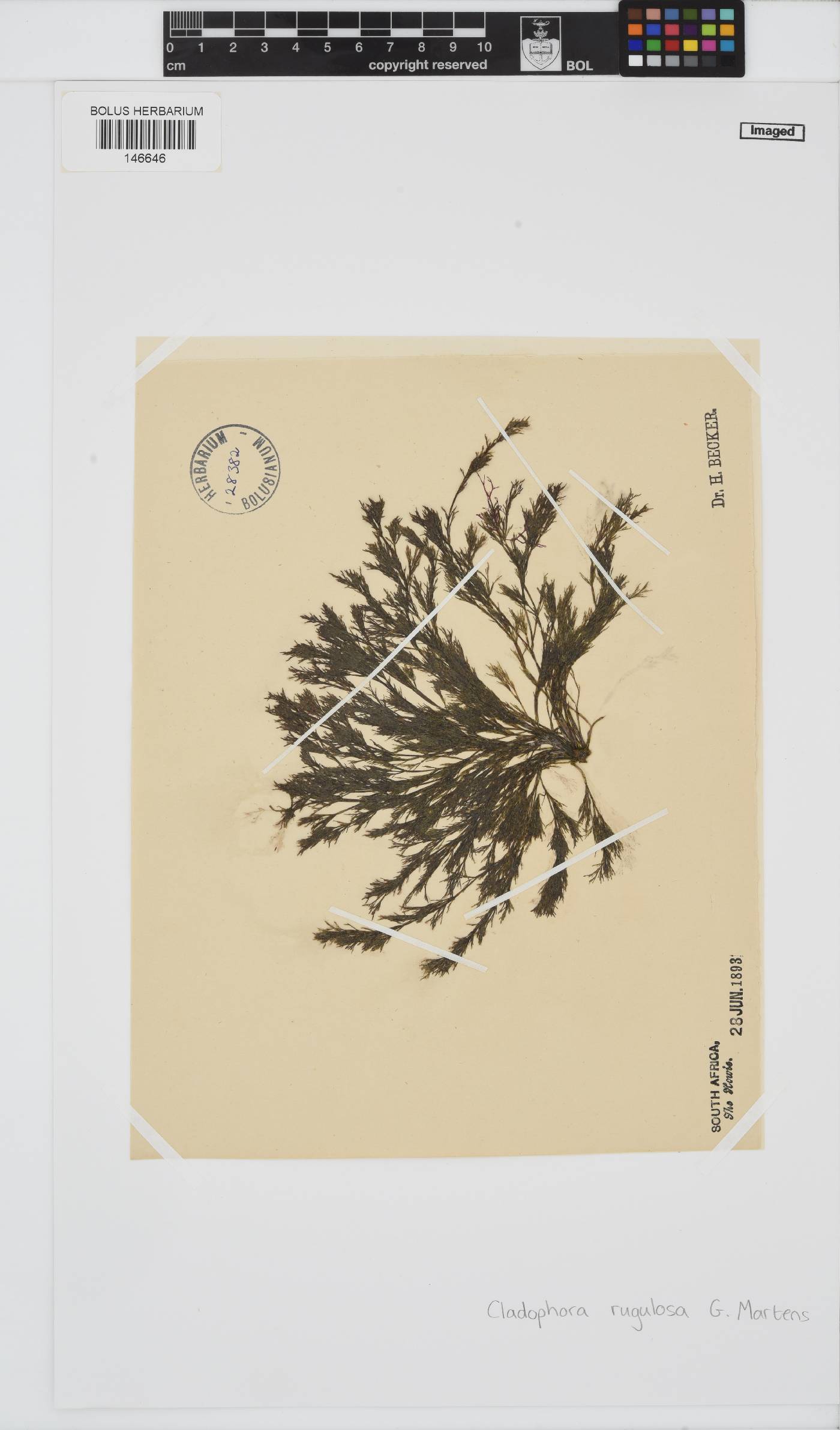 Cladophora rugulosa image