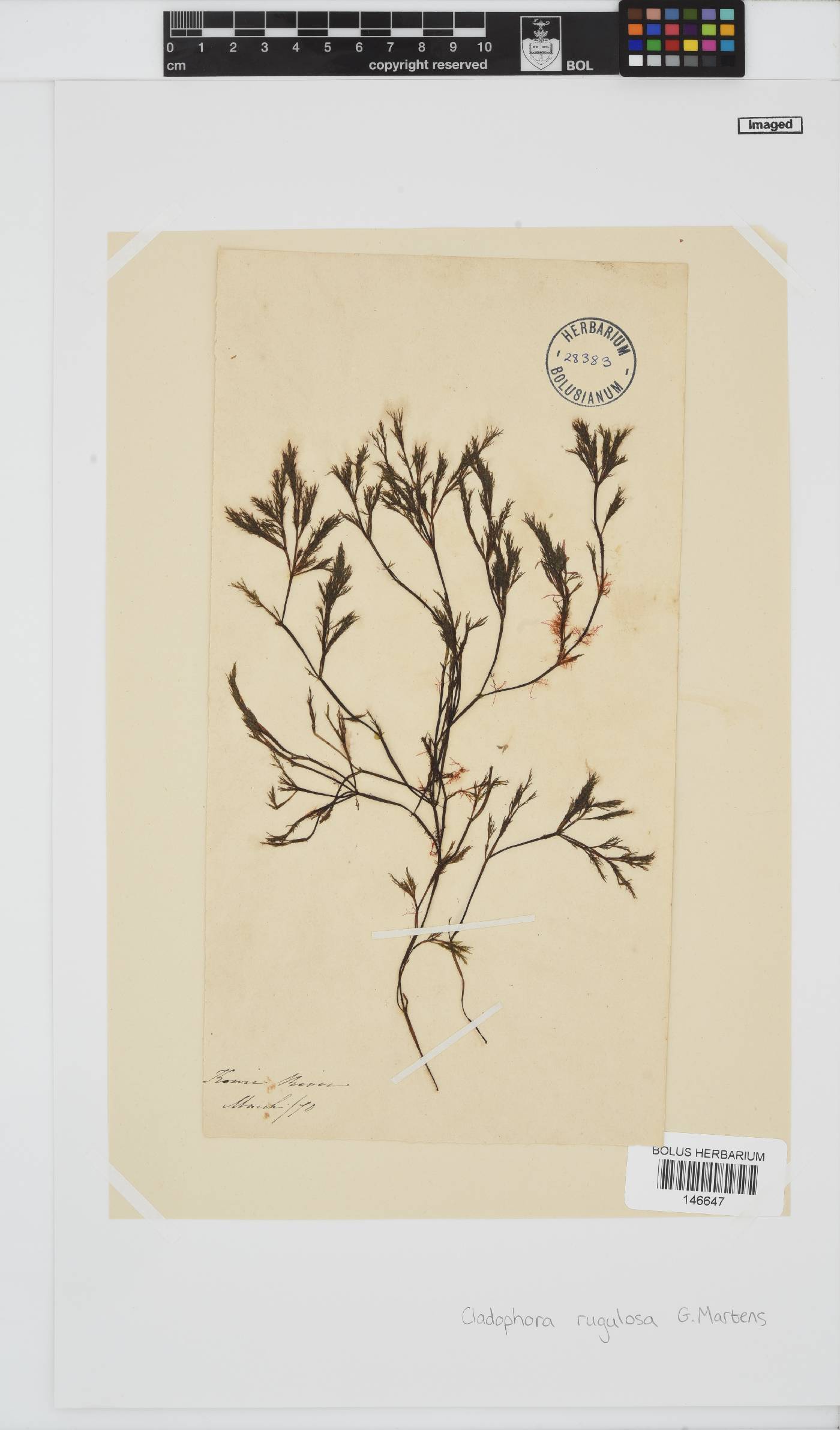 Cladophora rugulosa image