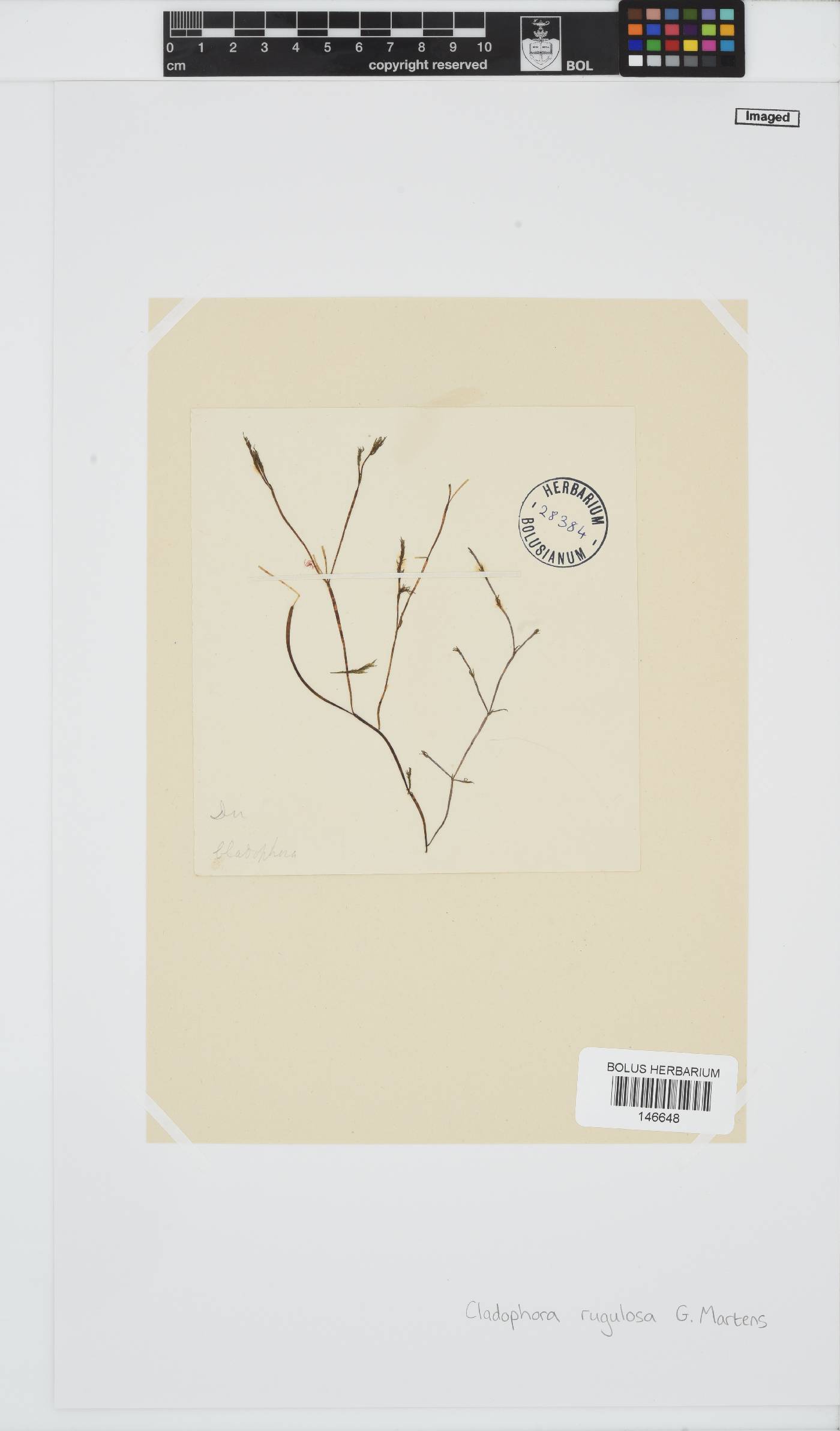 Cladophora rugulosa image