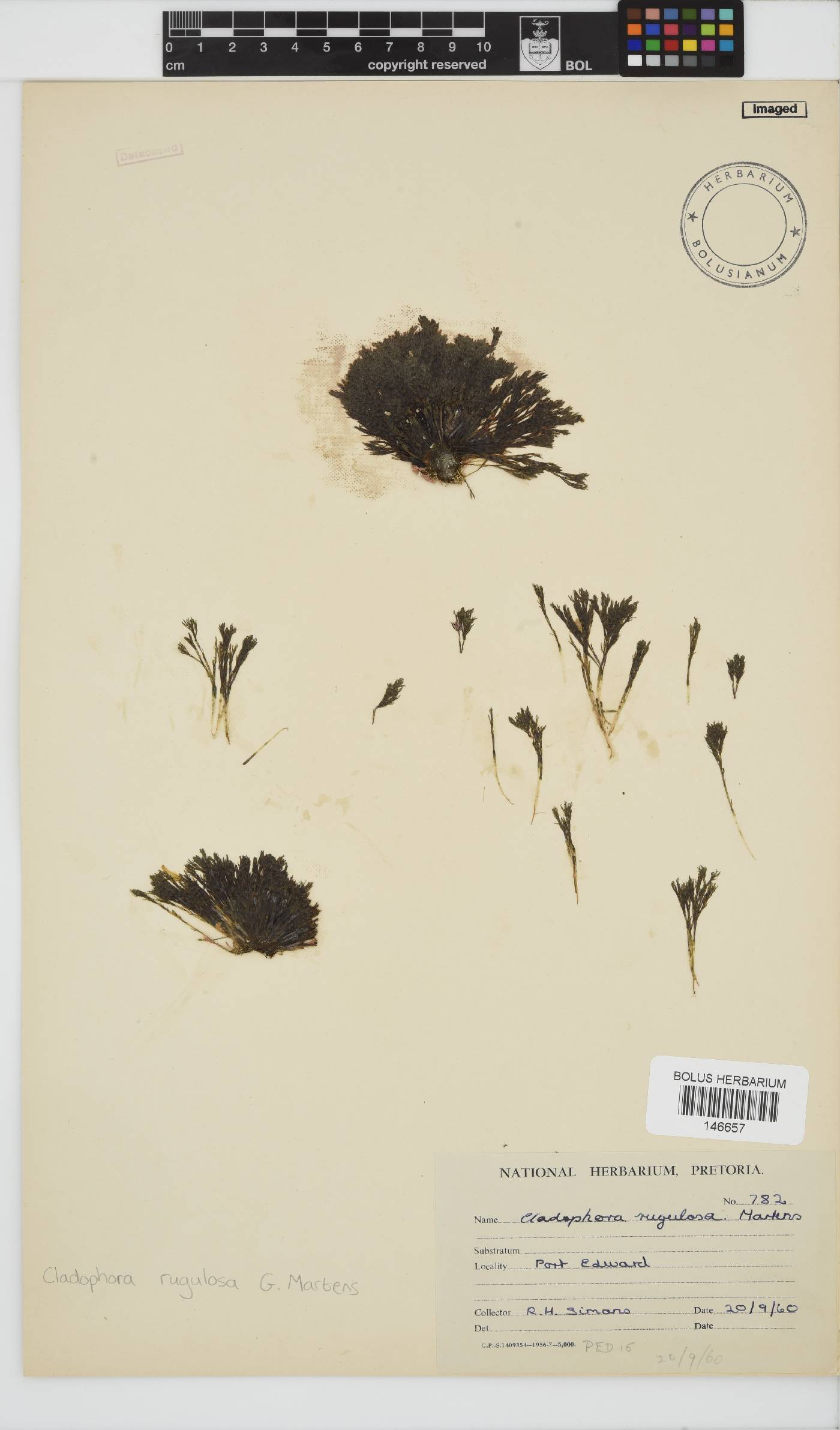 Cladophoraceae image