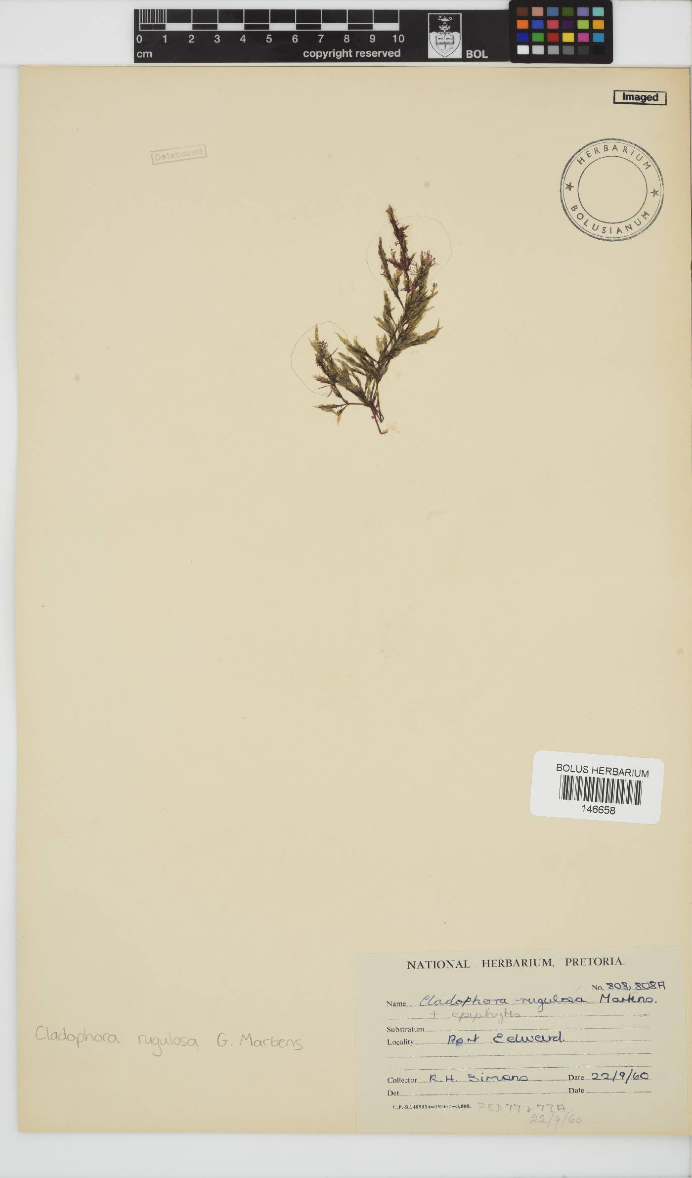 Cladophora rugulosa image