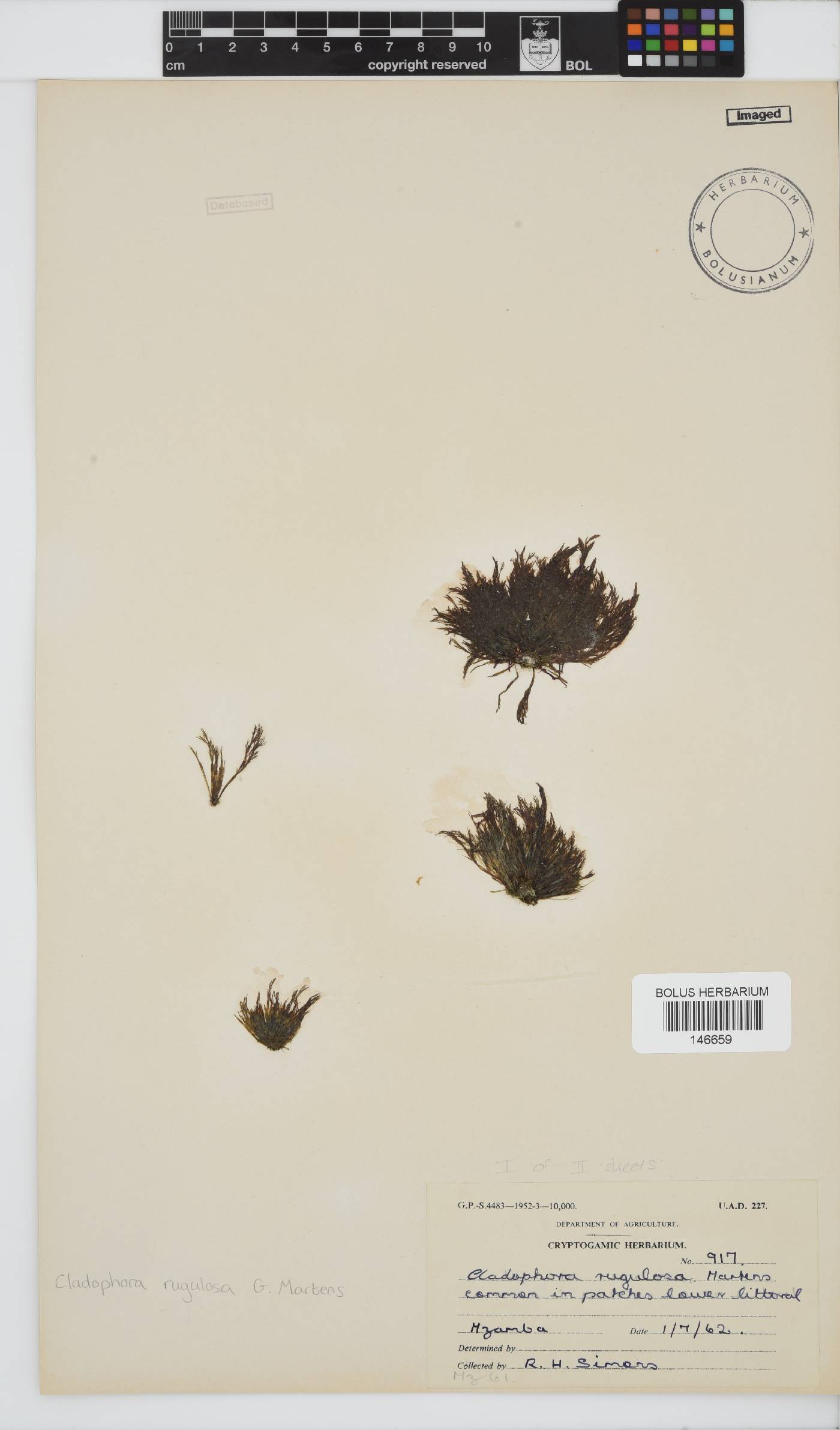 Cladophoraceae image