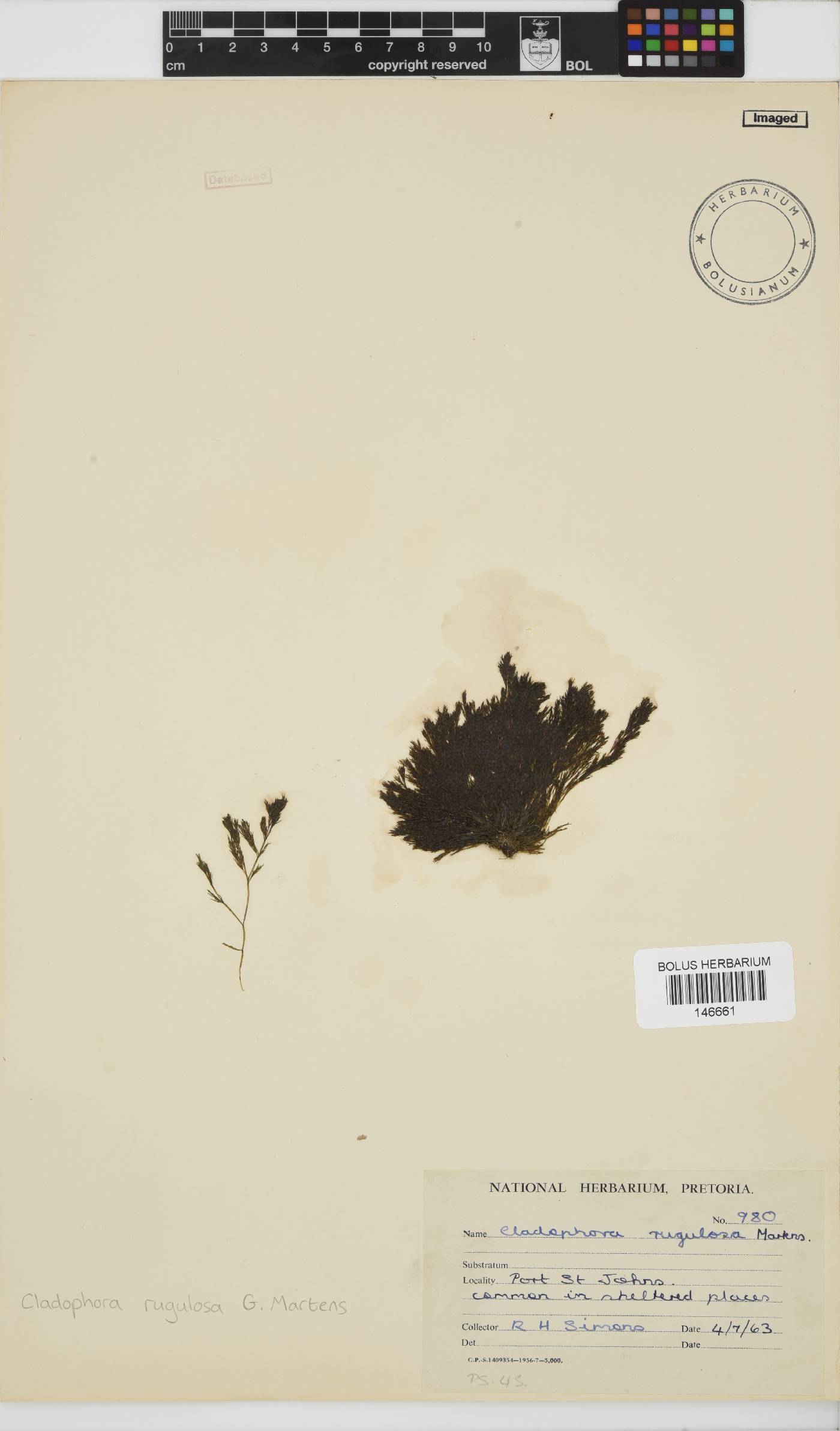 Cladophora rugulosa image