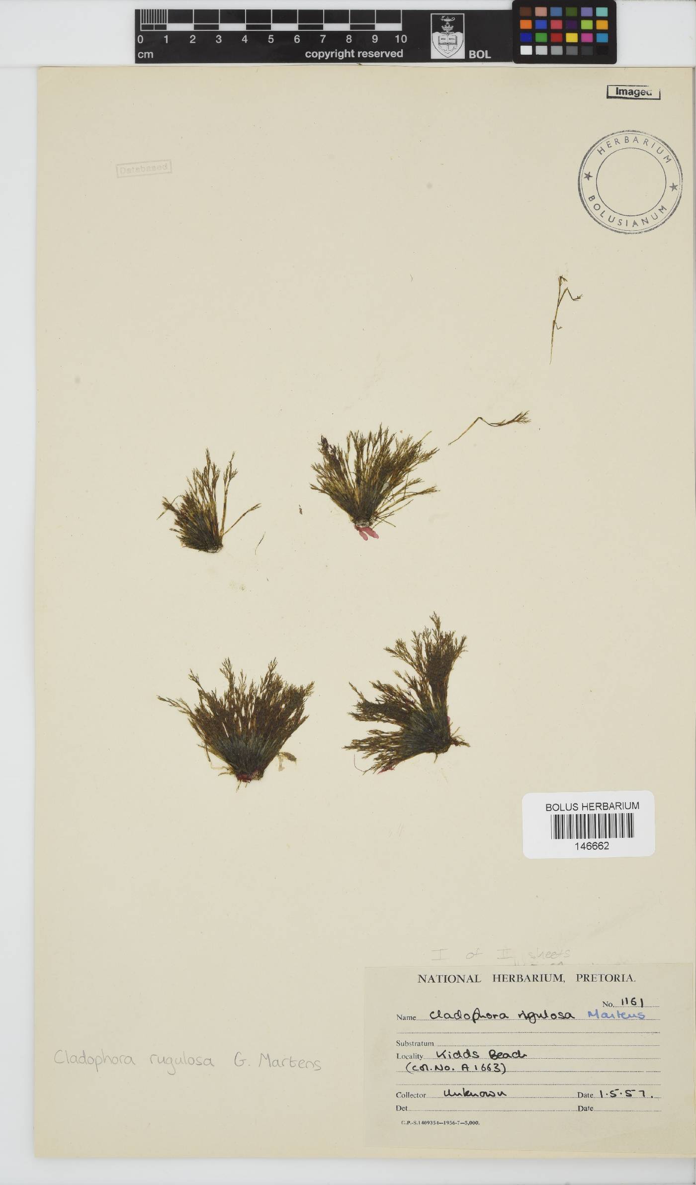Cladophoraceae image