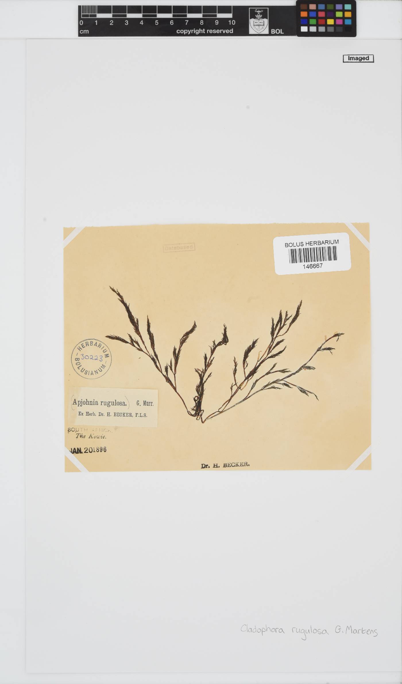 Cladophora rugulosa image