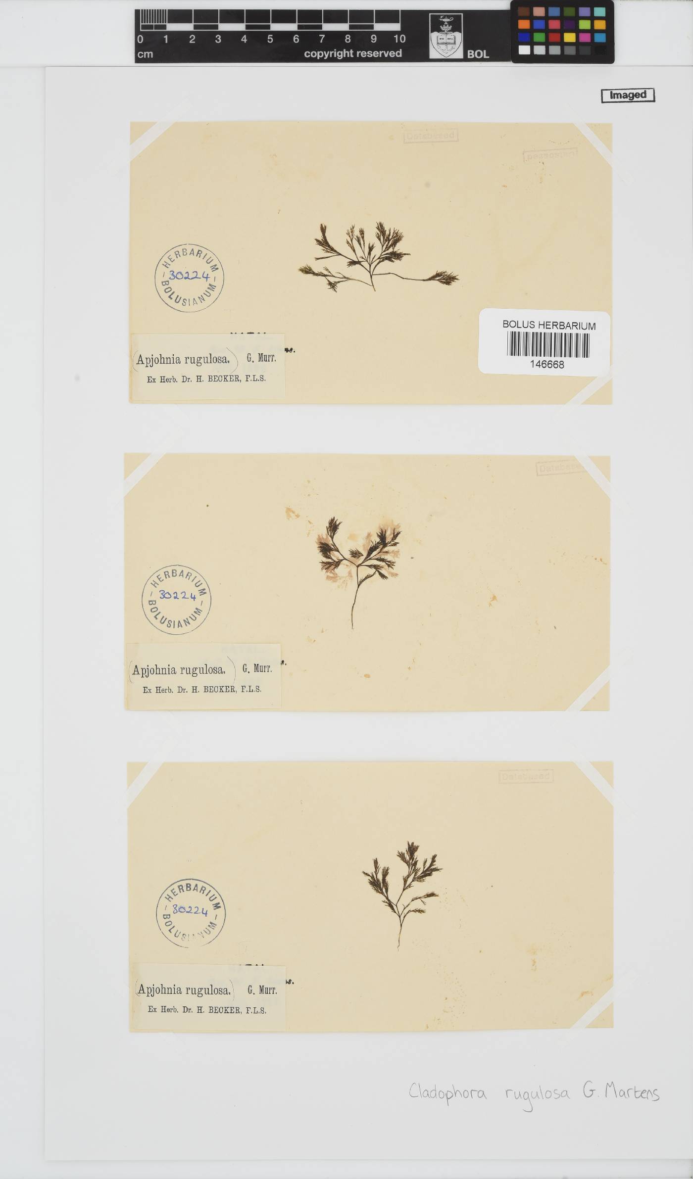 Cladophora rugulosa image