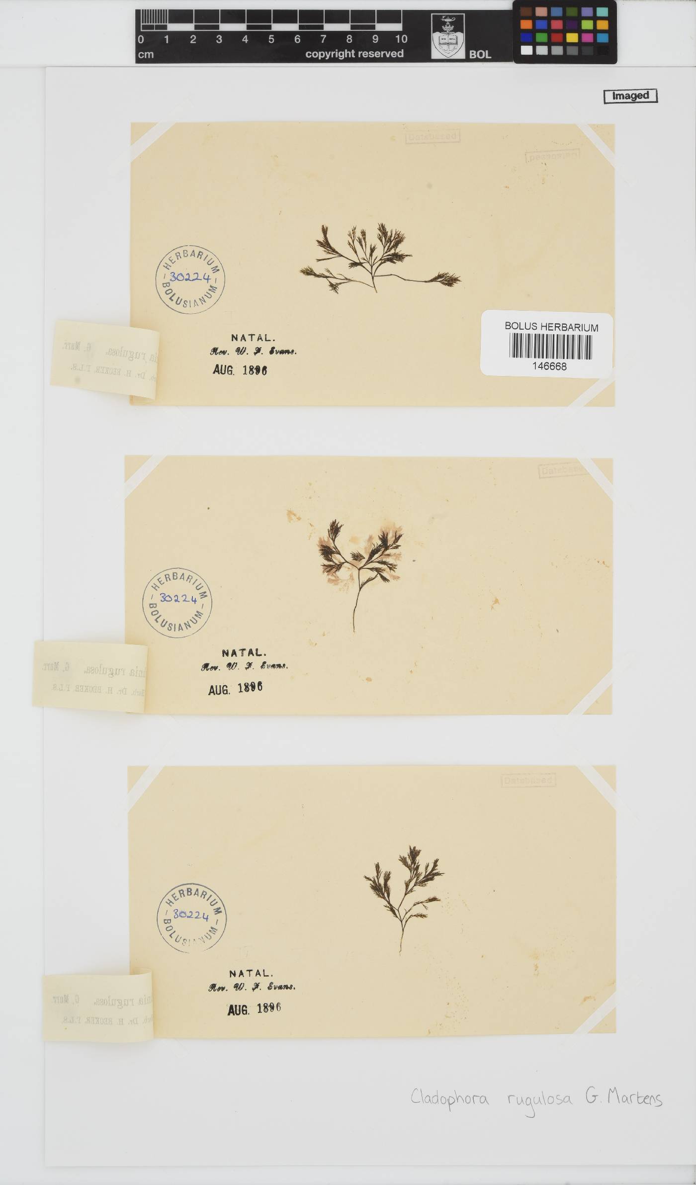 Cladophora rugulosa image