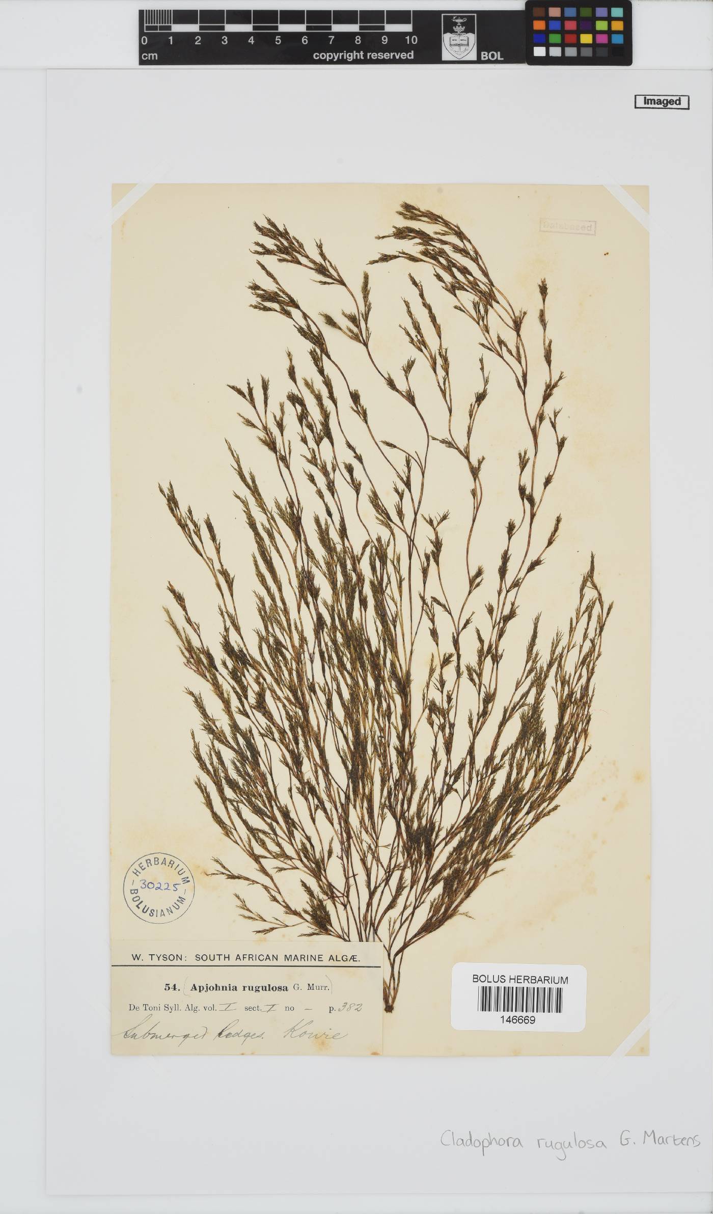 Cladophora rugulosa image