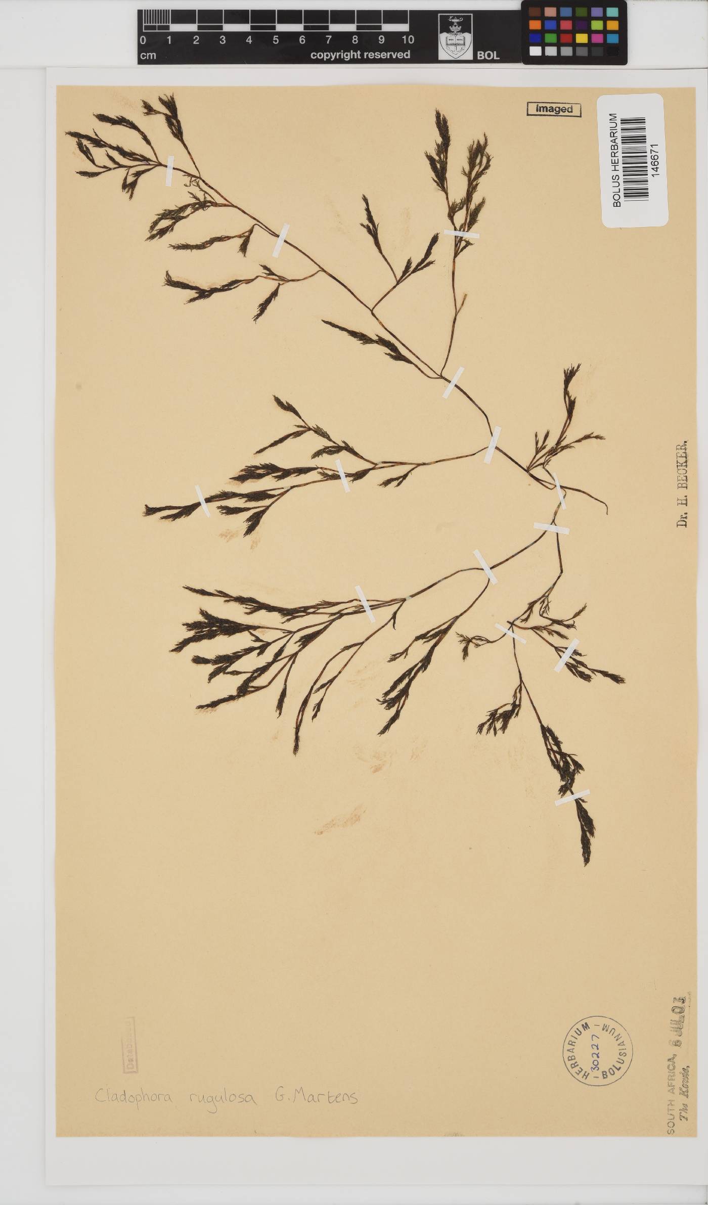 Cladophora rugulosa image