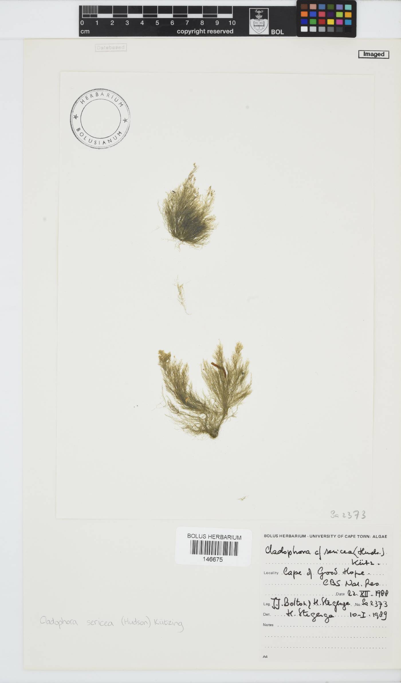 Cladophoraceae image